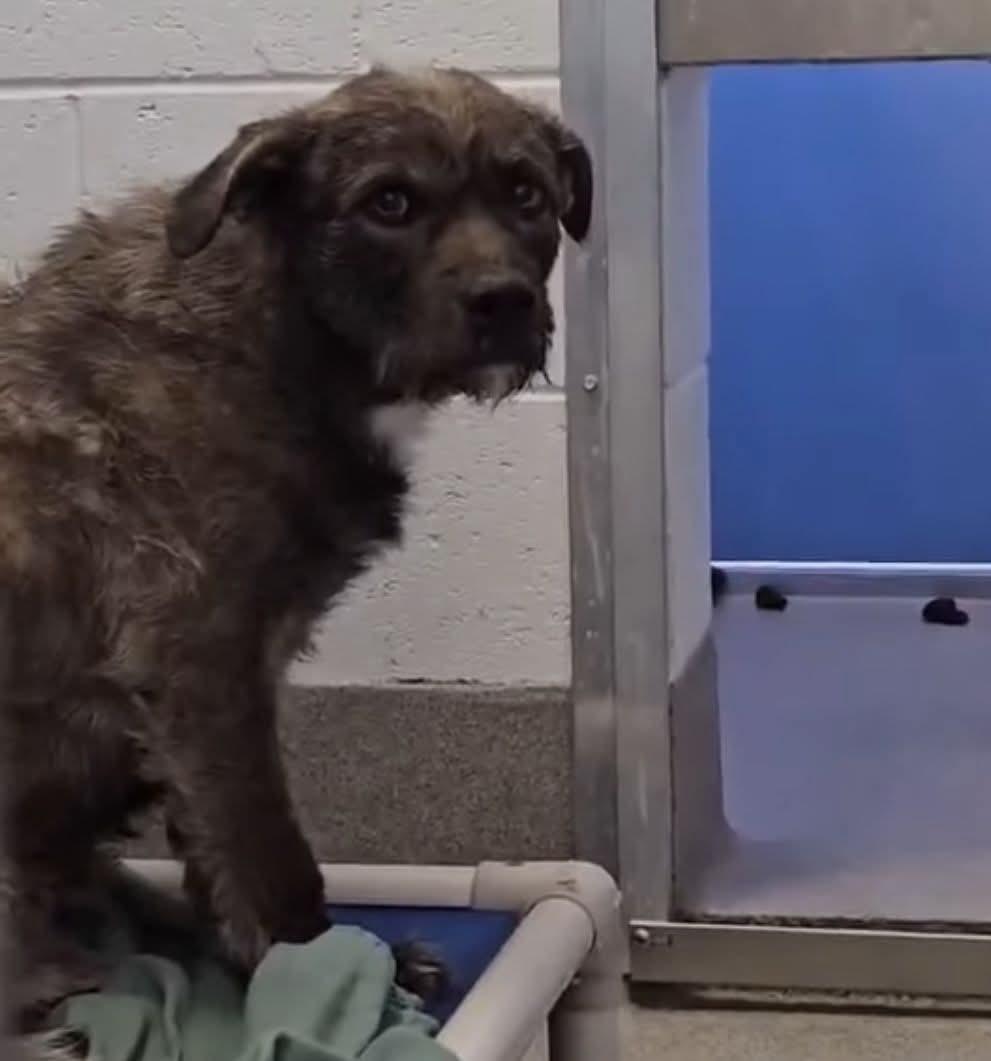HOUDINI, Adopted, Young Male Patterdale Terrier / Fell Terrier.