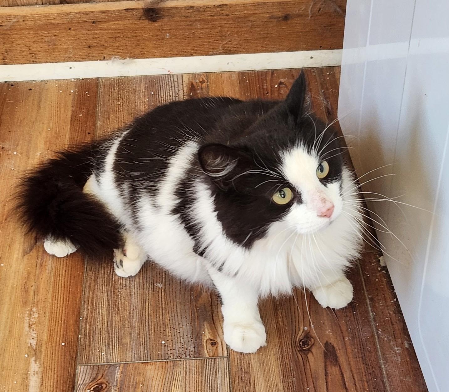 Precious, a Adoptable Tuxedo in Waynesboro, VA image 2/5