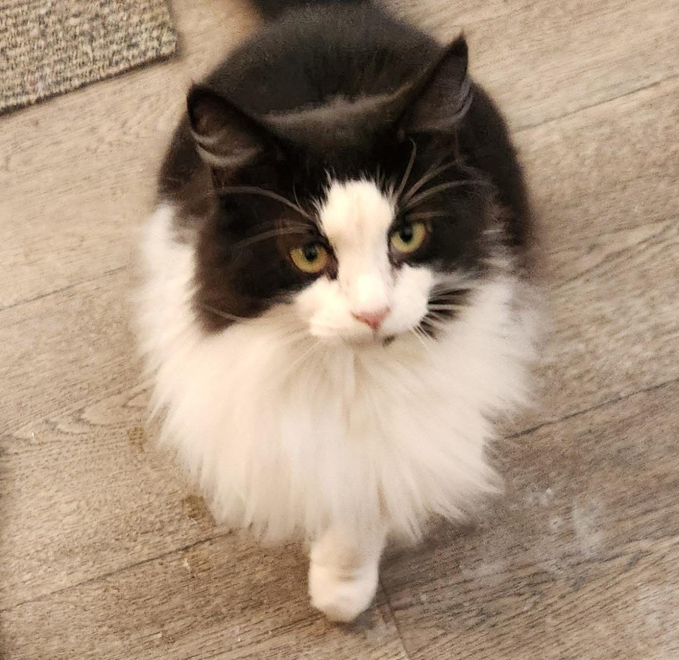 Precious, Adoptable, Young Female Tuxedo.