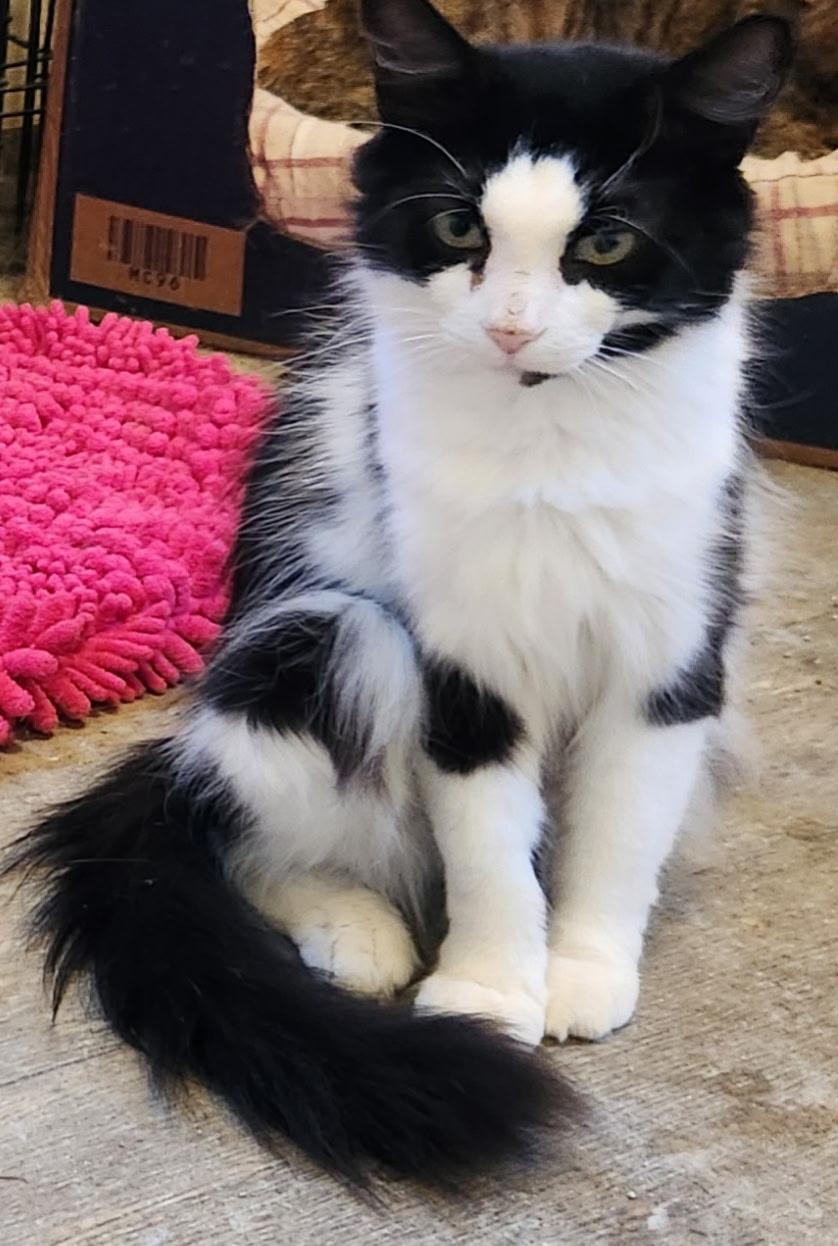 Precious, a Adoptable Tuxedo in Waynesboro, VA image 3/5
