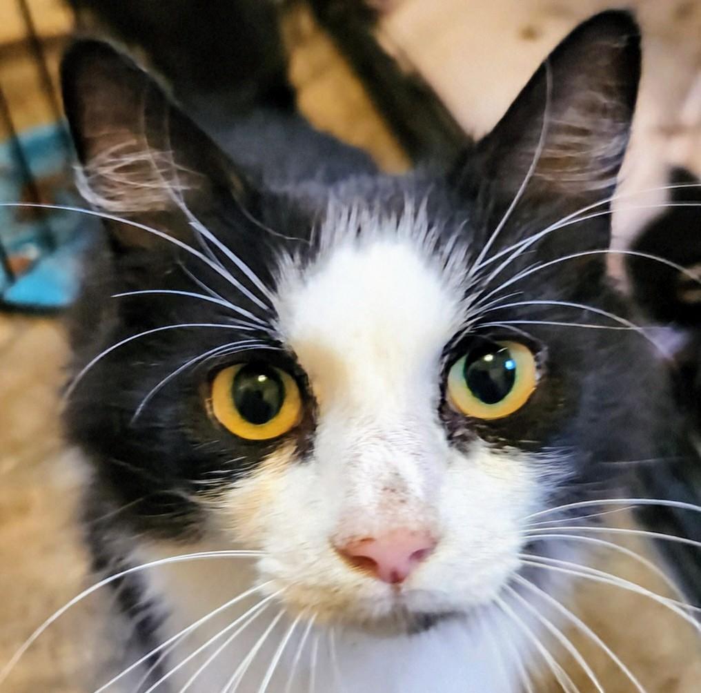 Precious, a Adoptable Tuxedo in Waynesboro, VA image 1/5
