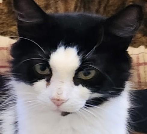 Precious, a Adoptable Tuxedo in Waynesboro, VA image 5/5