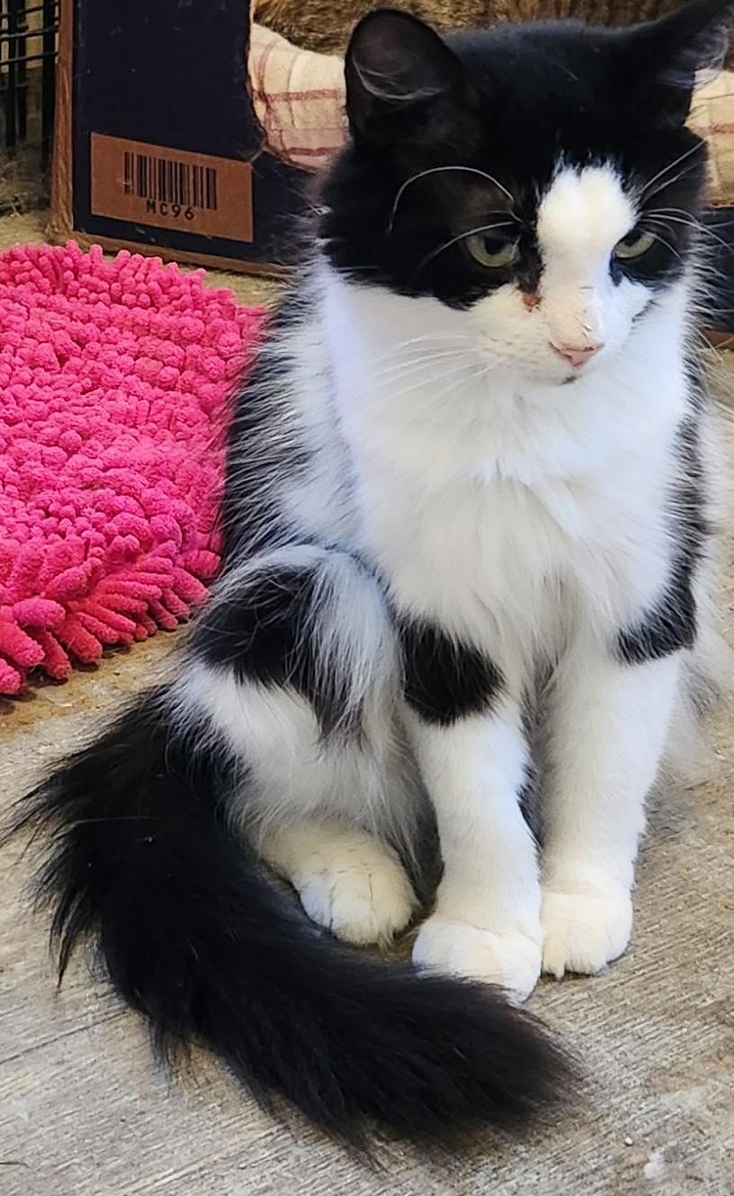 Precious, a Adoptable Tuxedo in Waynesboro, VA image 4/5