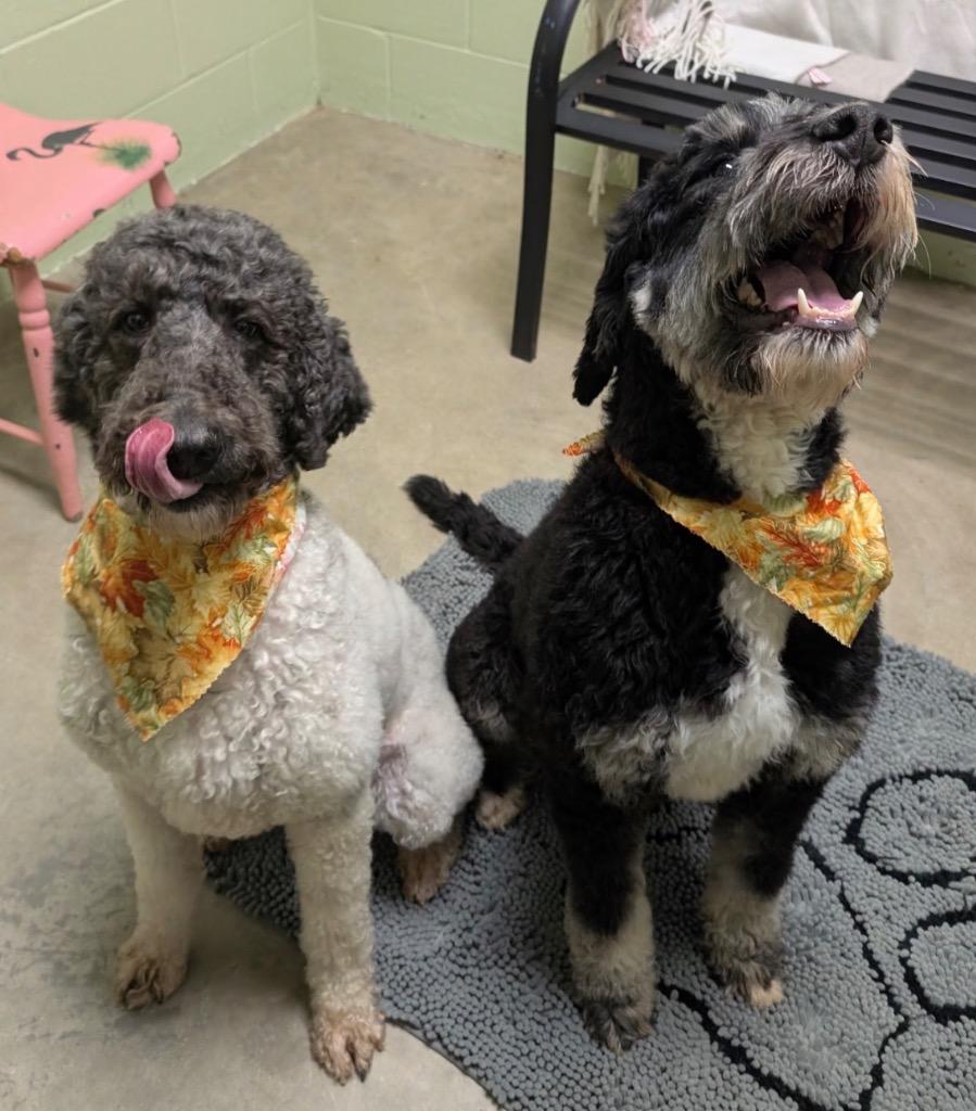 Monica, Adoptable, Adult Female Poodle.