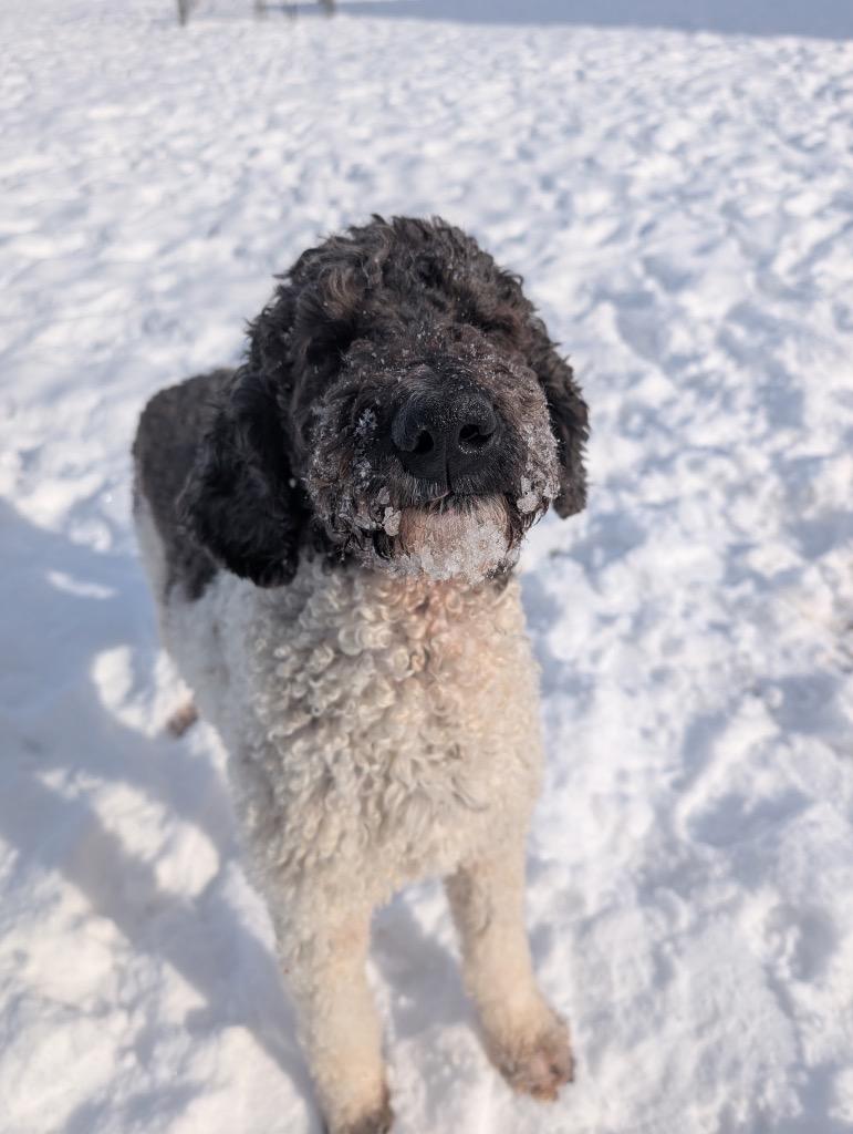 Enlarge Monica, a Adoptable mixed breed in Defiance, OH image 2/6