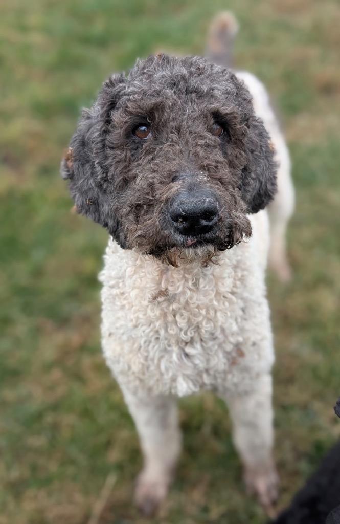 Monica, a Adoptable mixed breed in Defiance, OH image 1/4