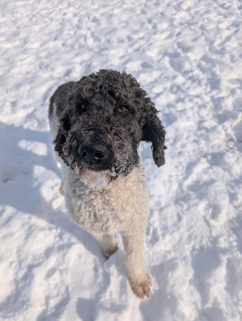 Enlarge Monica, a Adoptable mixed breed in Defiance, OH image 5/6