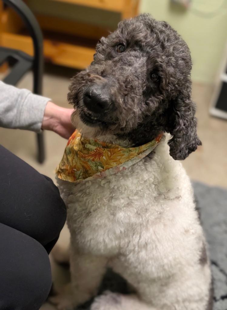 Enlarge Monica, a Adoptable mixed breed in Defiance, OH image 6/6