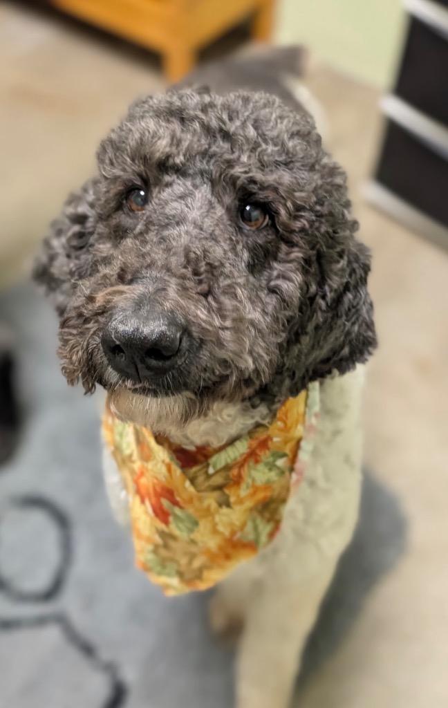 Monica, a Adoptable mixed breed in Defiance, OH image 4/4