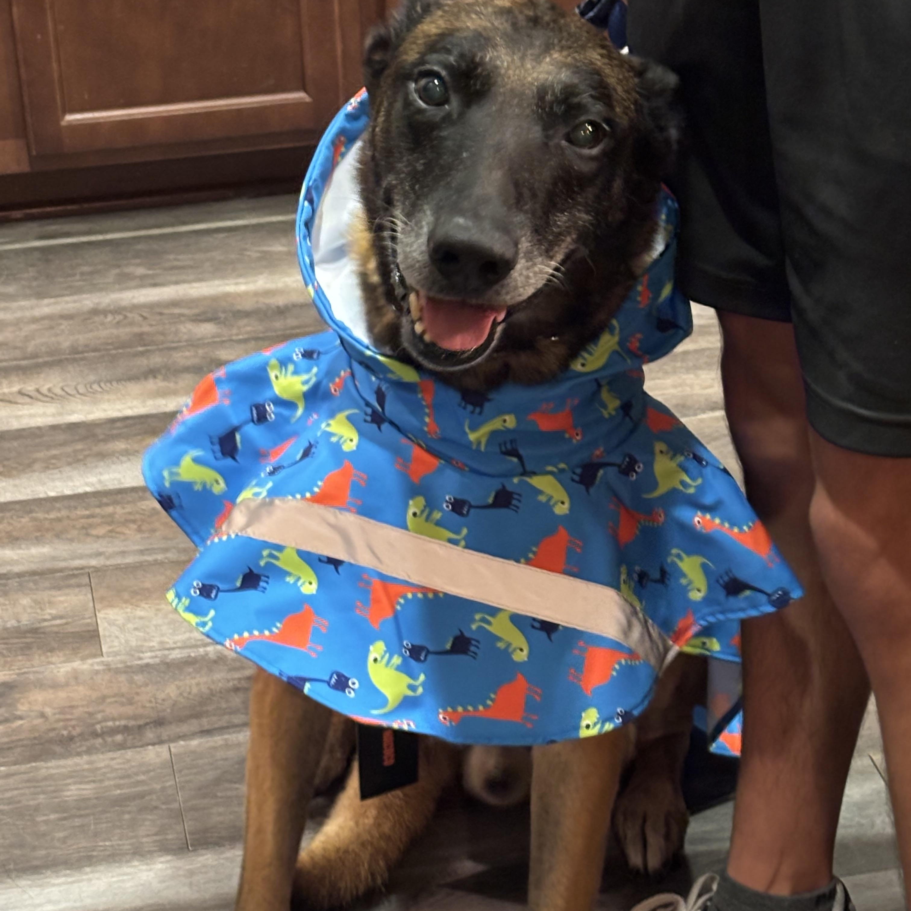 Enlarge Oso, a Adoptable Belgian Shepherd / Malinois in La Quinta , CA image 2/6