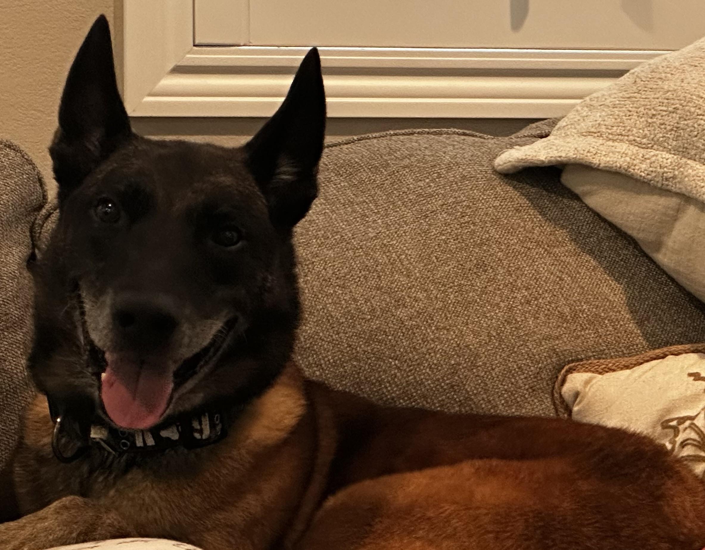 Enlarge Oso, a Adoptable Belgian Shepherd / Malinois in La Quinta , CA image 5/6