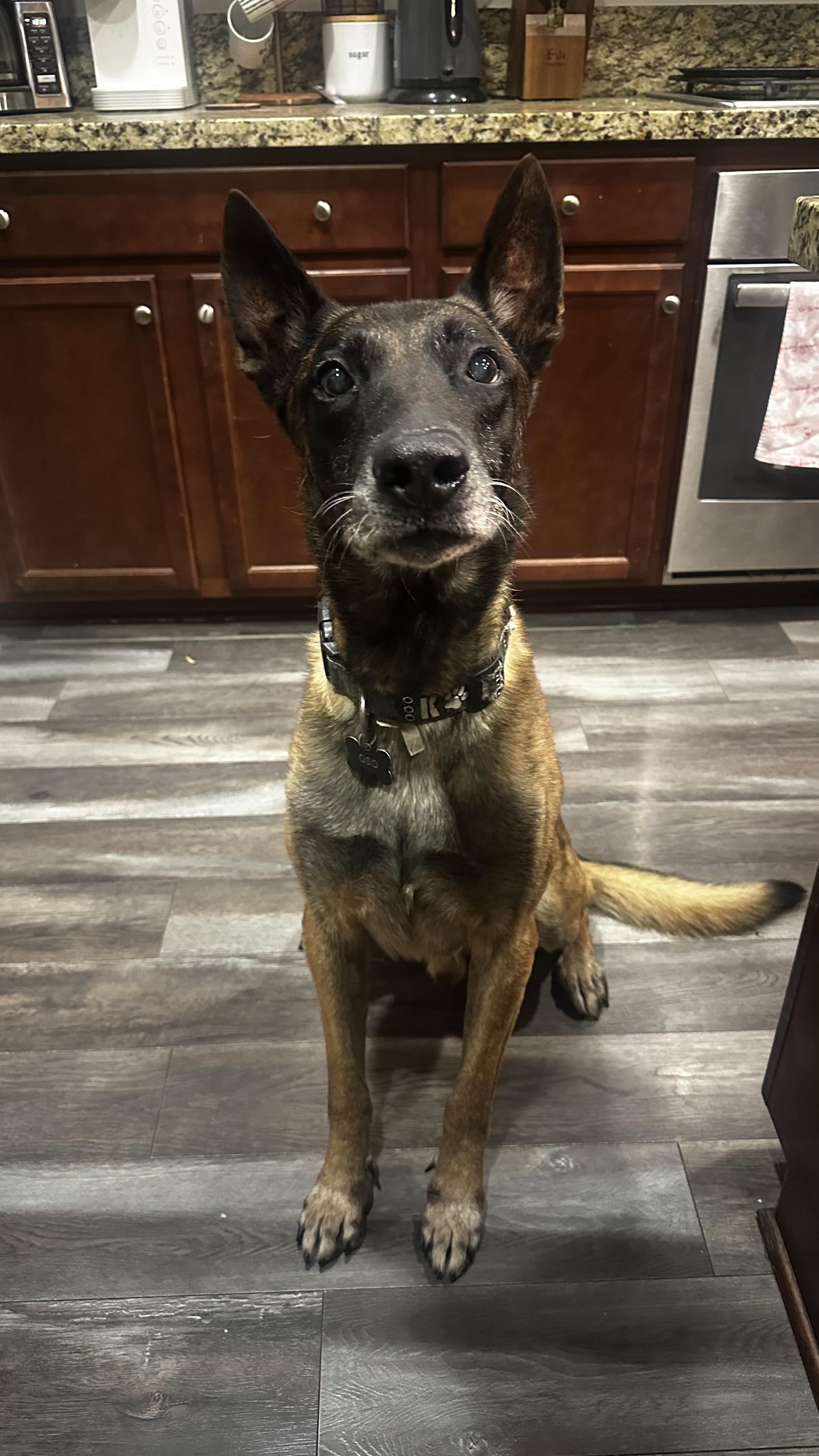 Oso, Adoptable, Senior Male Belgian Shepherd / Malinois.