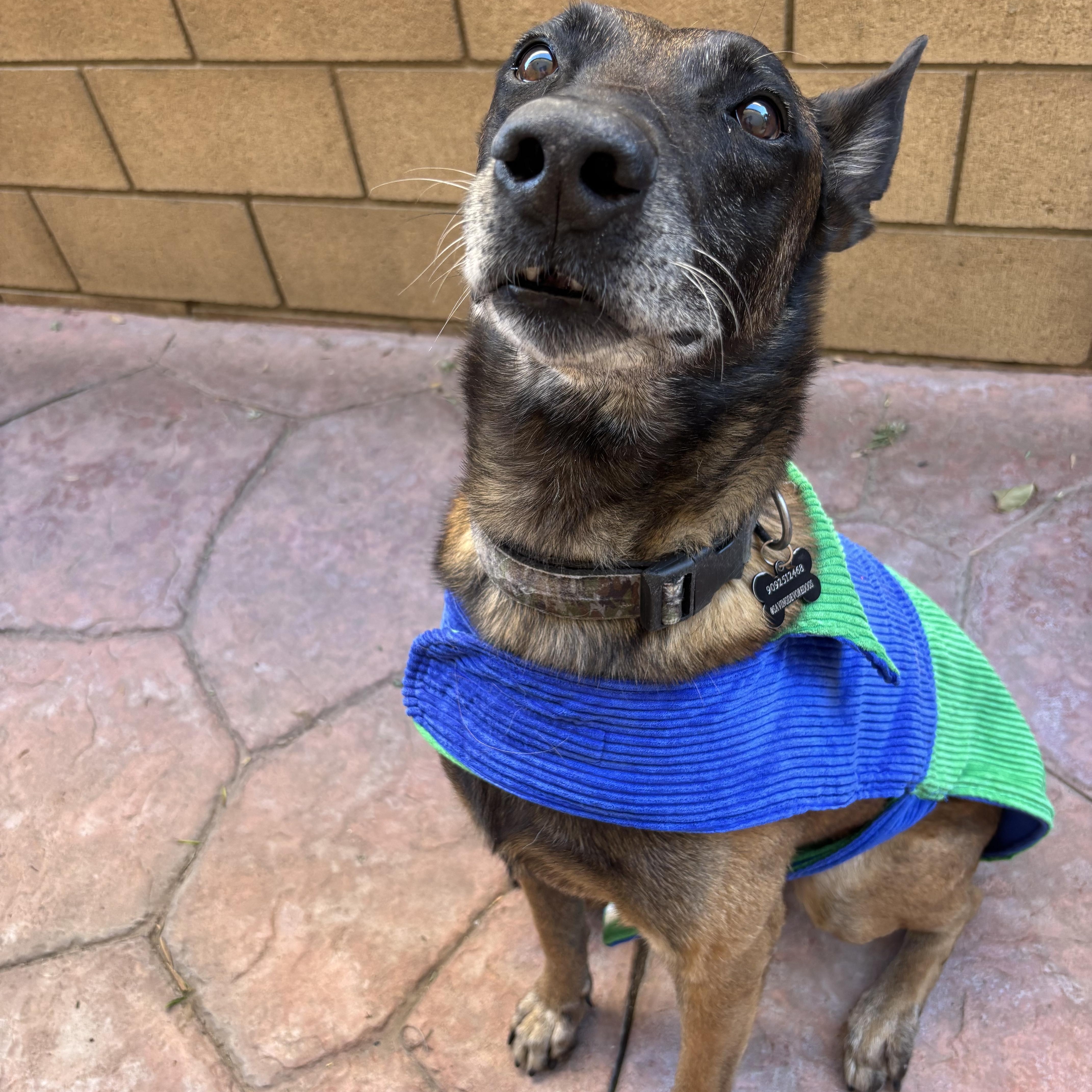 Enlarge Oso, a Adoptable Belgian Shepherd / Malinois in La Quinta , CA image 3/6