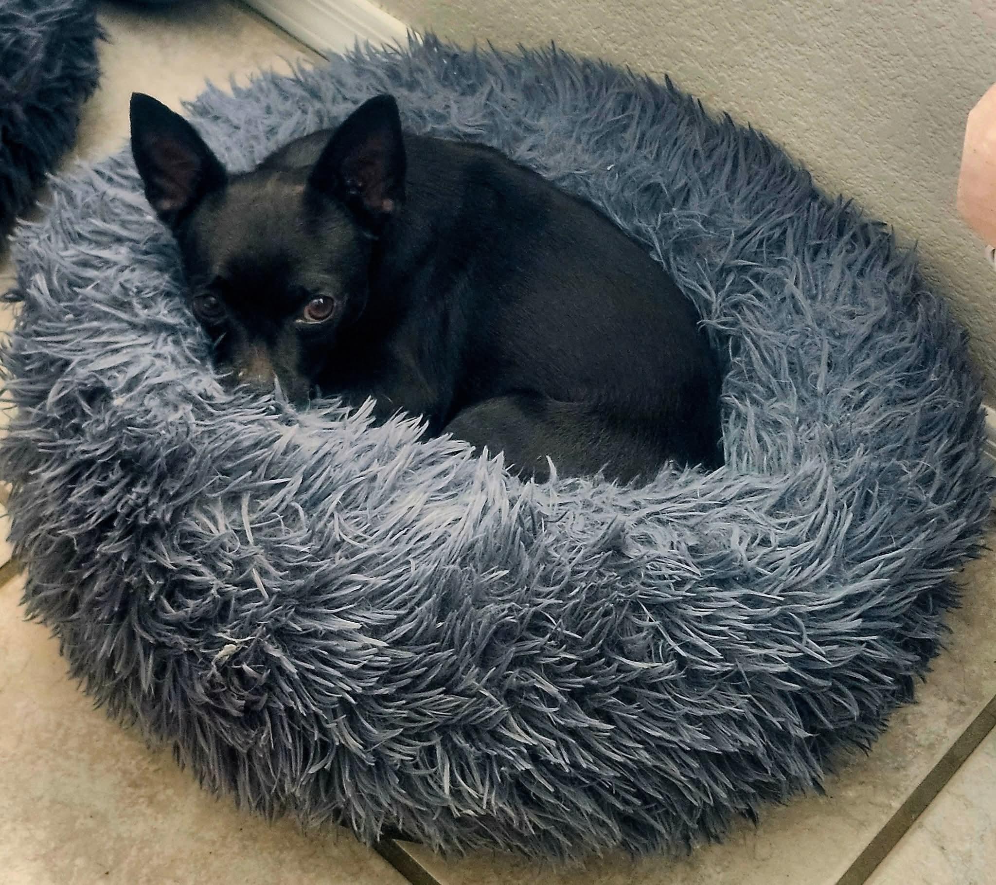 Enlarge Licorice, a Adopted mixed breed in Mesa, AZ image 1/4