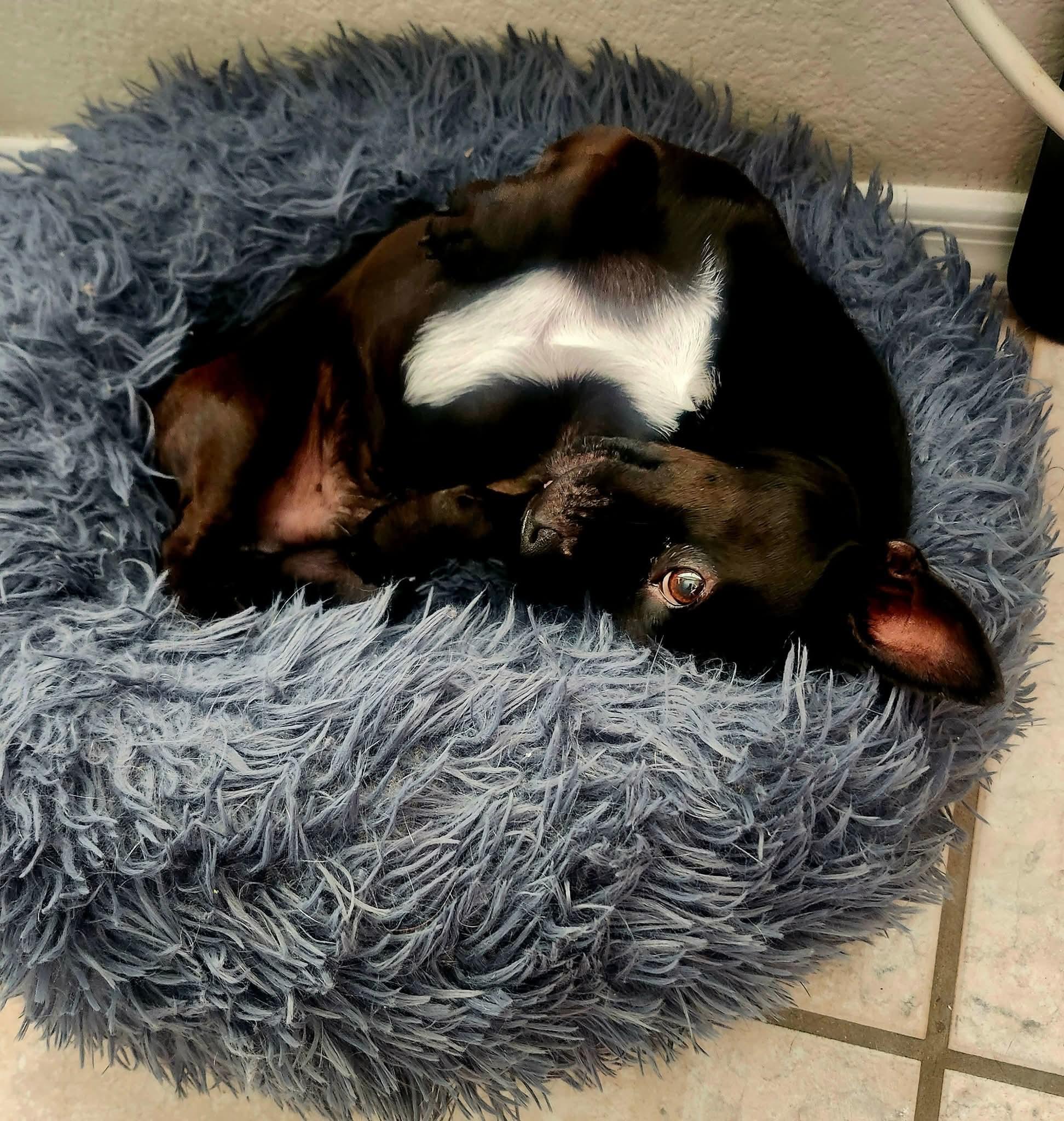 Licorice thumbnail 3