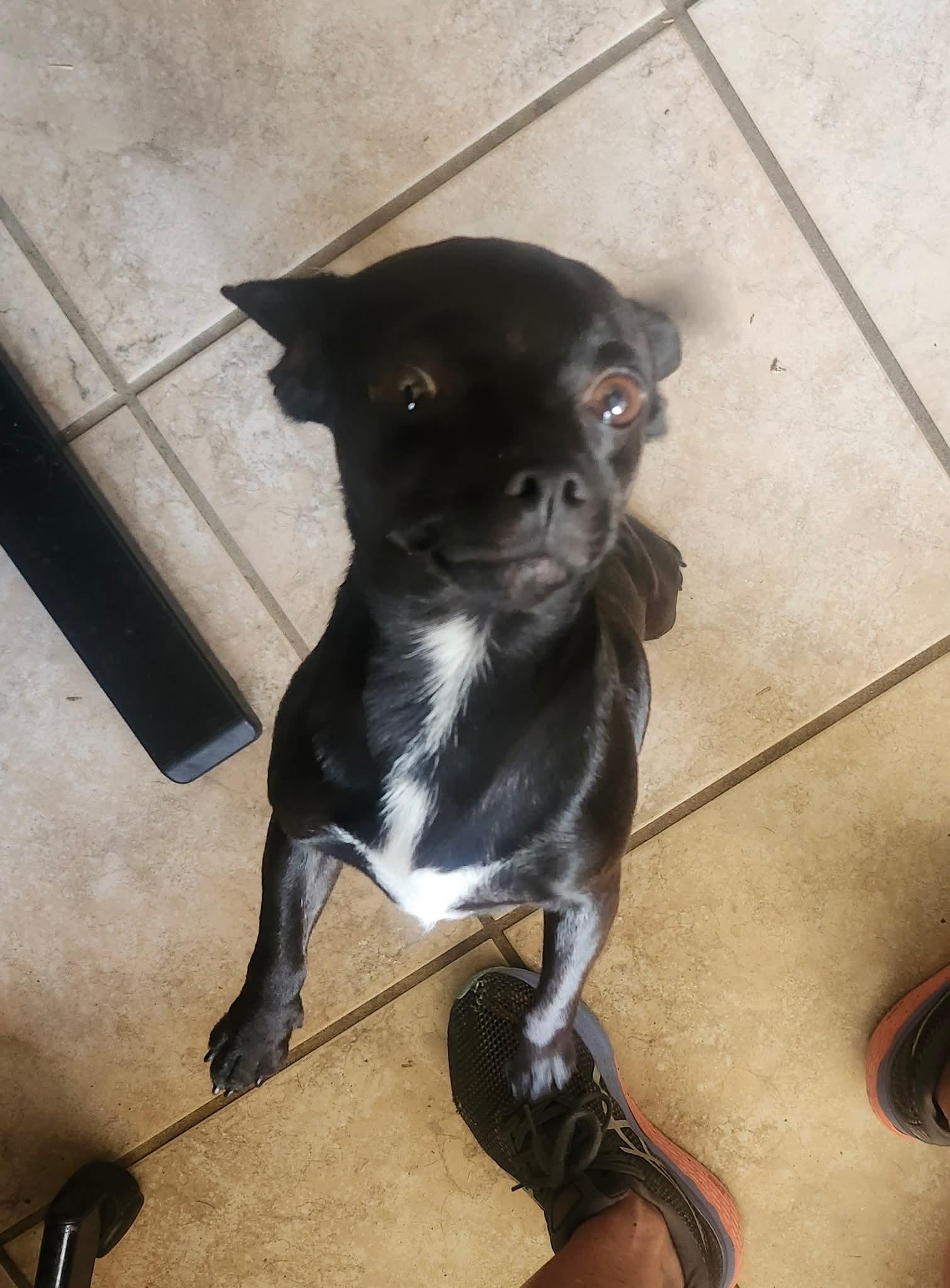 Enlarge Licorice, a Adopted mixed breed in Mesa, AZ image 3/4