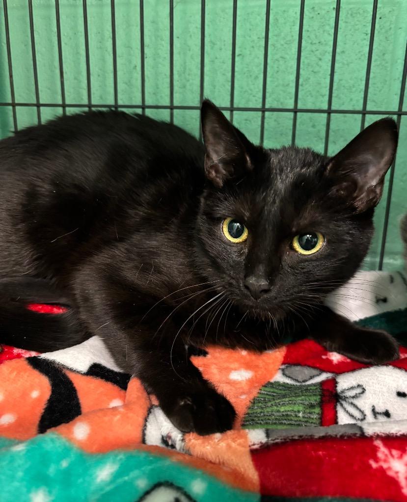 Purrito, adopted, Young Female Domestic Short Hair & Bombay.