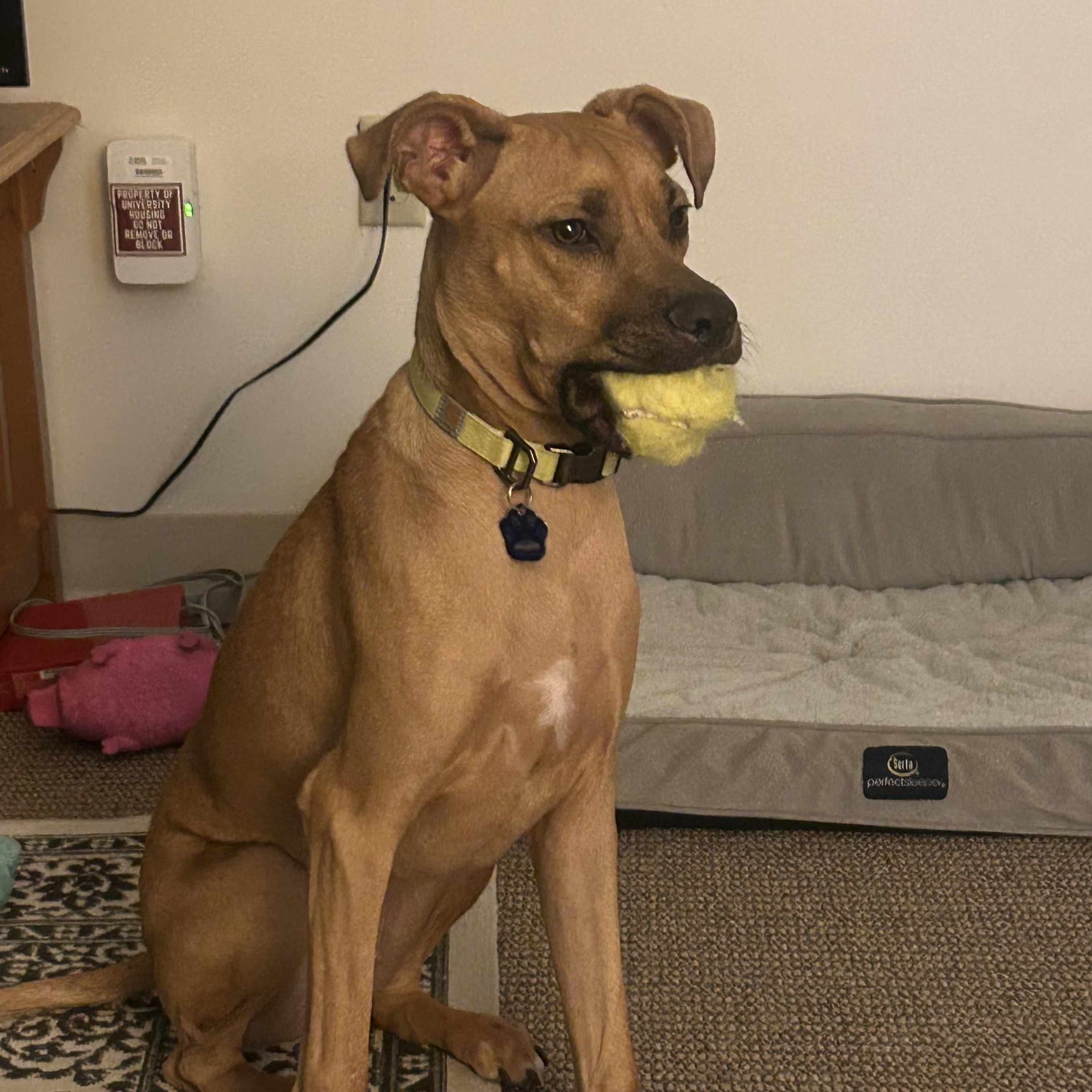 Enlarge Ranger, a ADOPTABLE mixed breed in Orlando, FL image 3/6