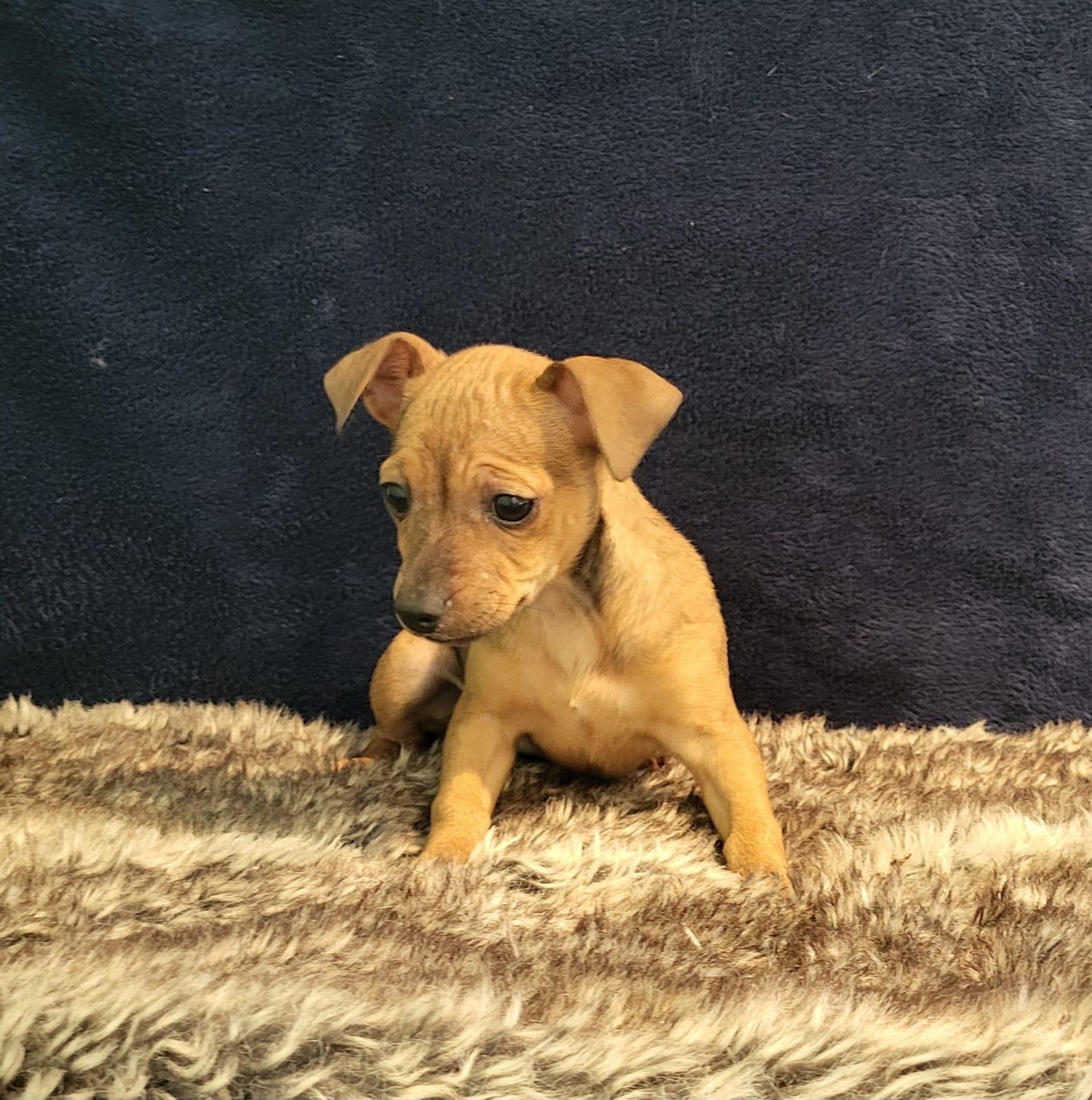 Enlarge Mila, a ADOPTABLE mixed breed in Southport, CT image 1/5