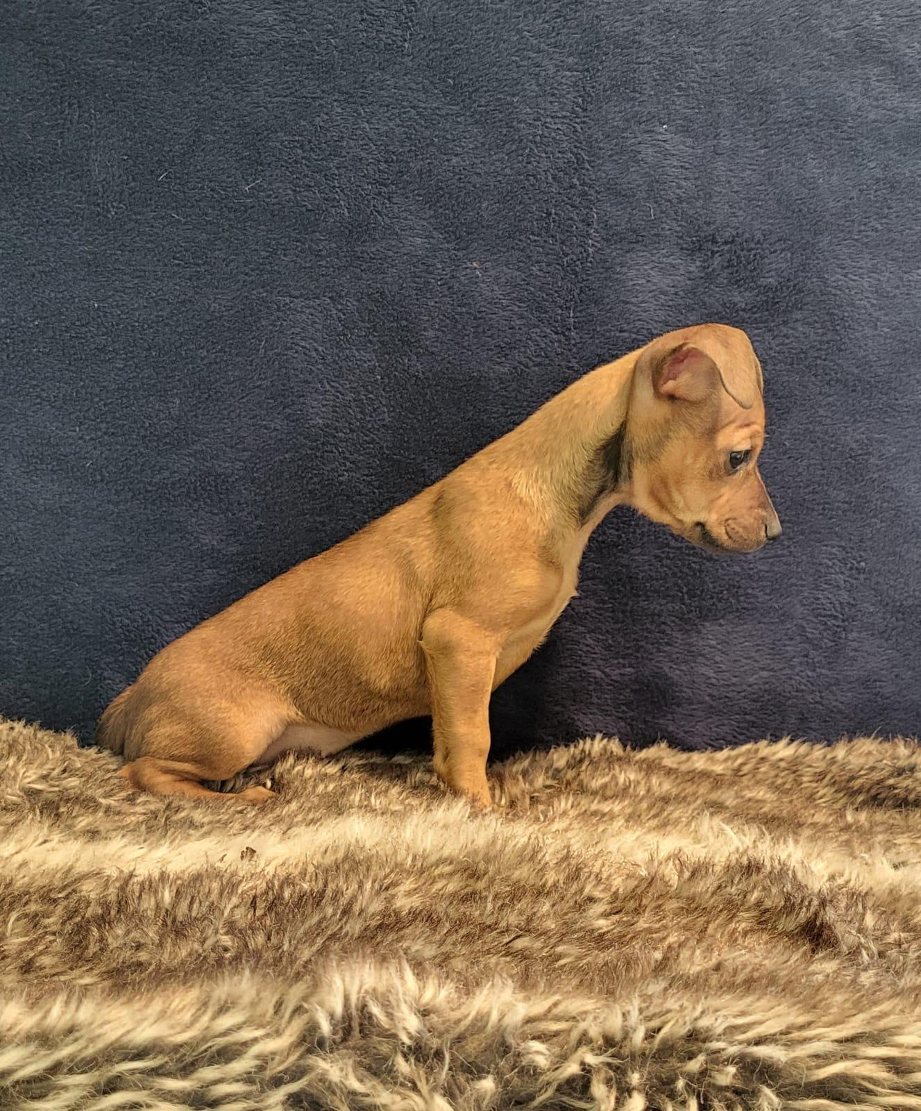 Enlarge Mila, a ADOPTABLE mixed breed in Southport, CT image 2/5