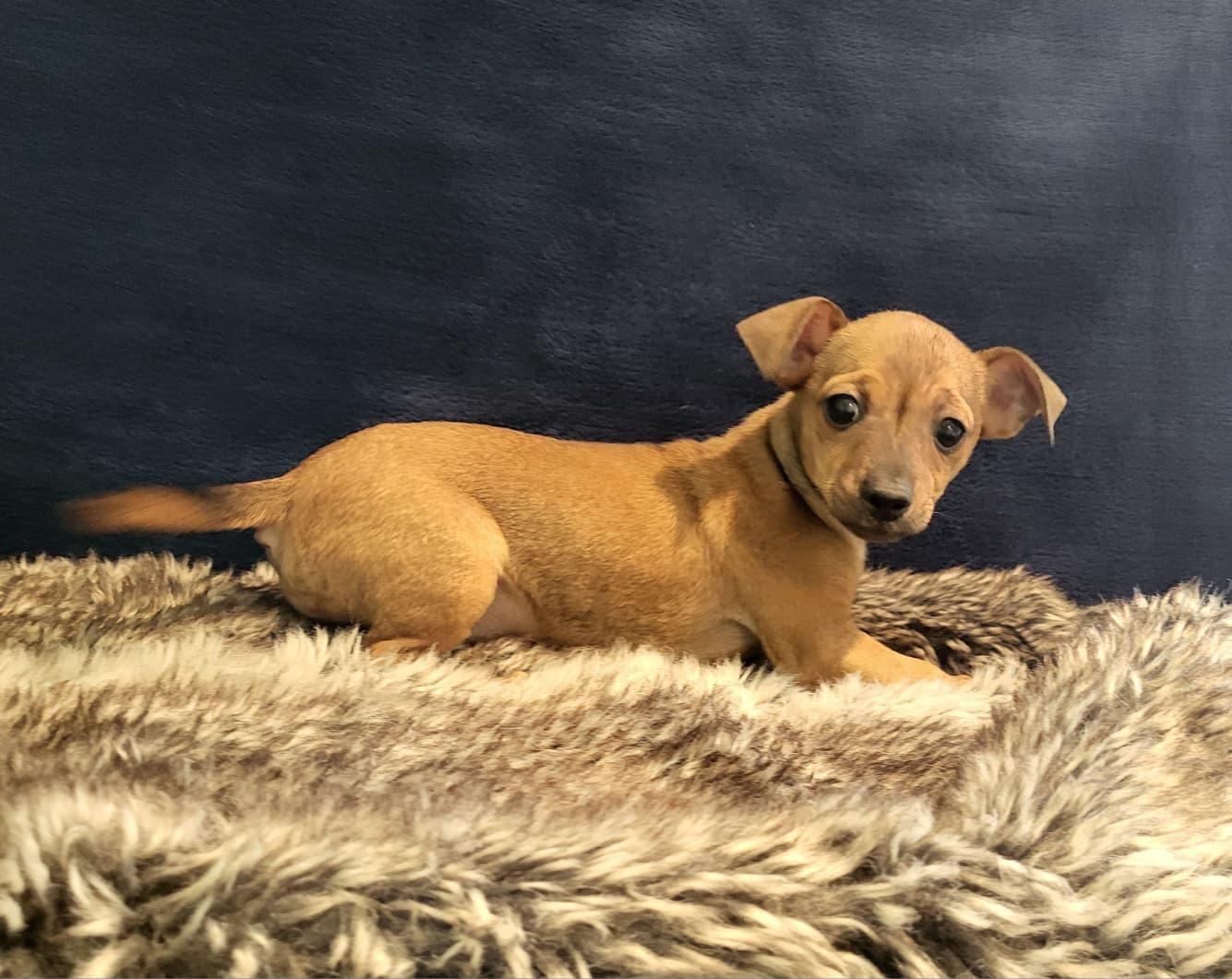 Enlarge Mila, a ADOPTABLE mixed breed in Southport, CT image 3/5