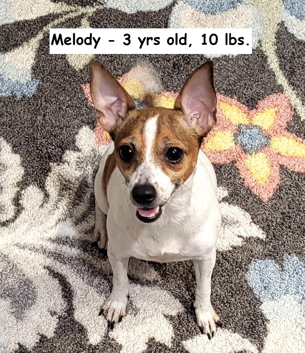 Enlarge Mila, a ADOPTABLE mixed breed in Southport, CT image 4/5