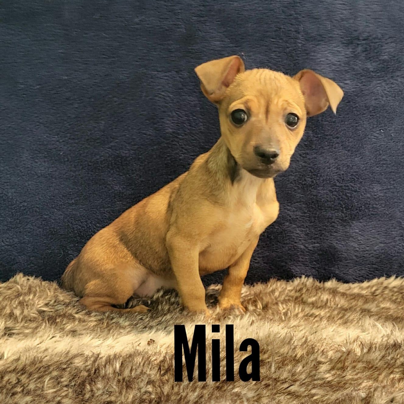Enlarge Mila, a ADOPTABLE mixed breed in Southport, CT image 5/5