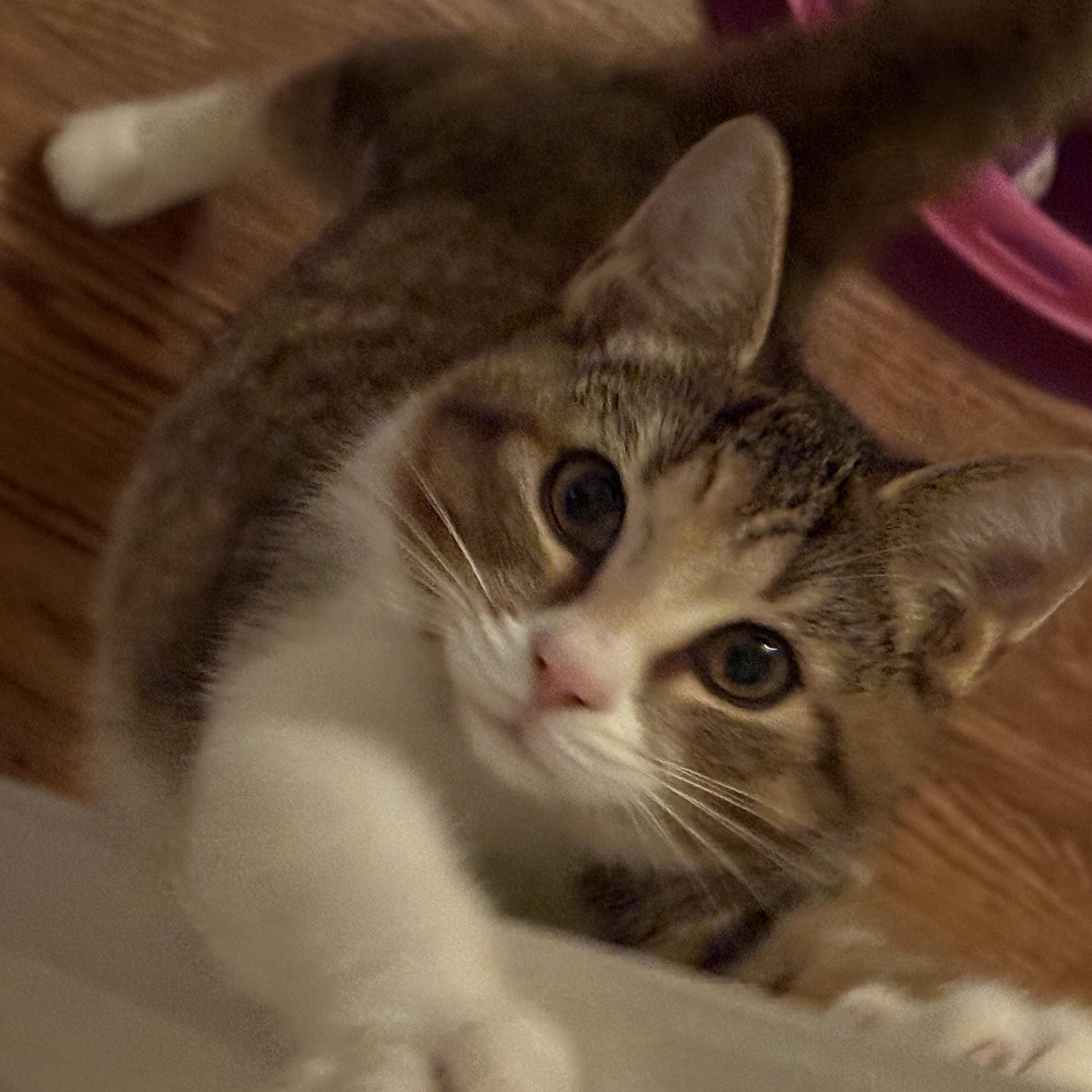 KitKat, a Adoptable Domestic Short Hair in Sterling Heights, MI image 2/4