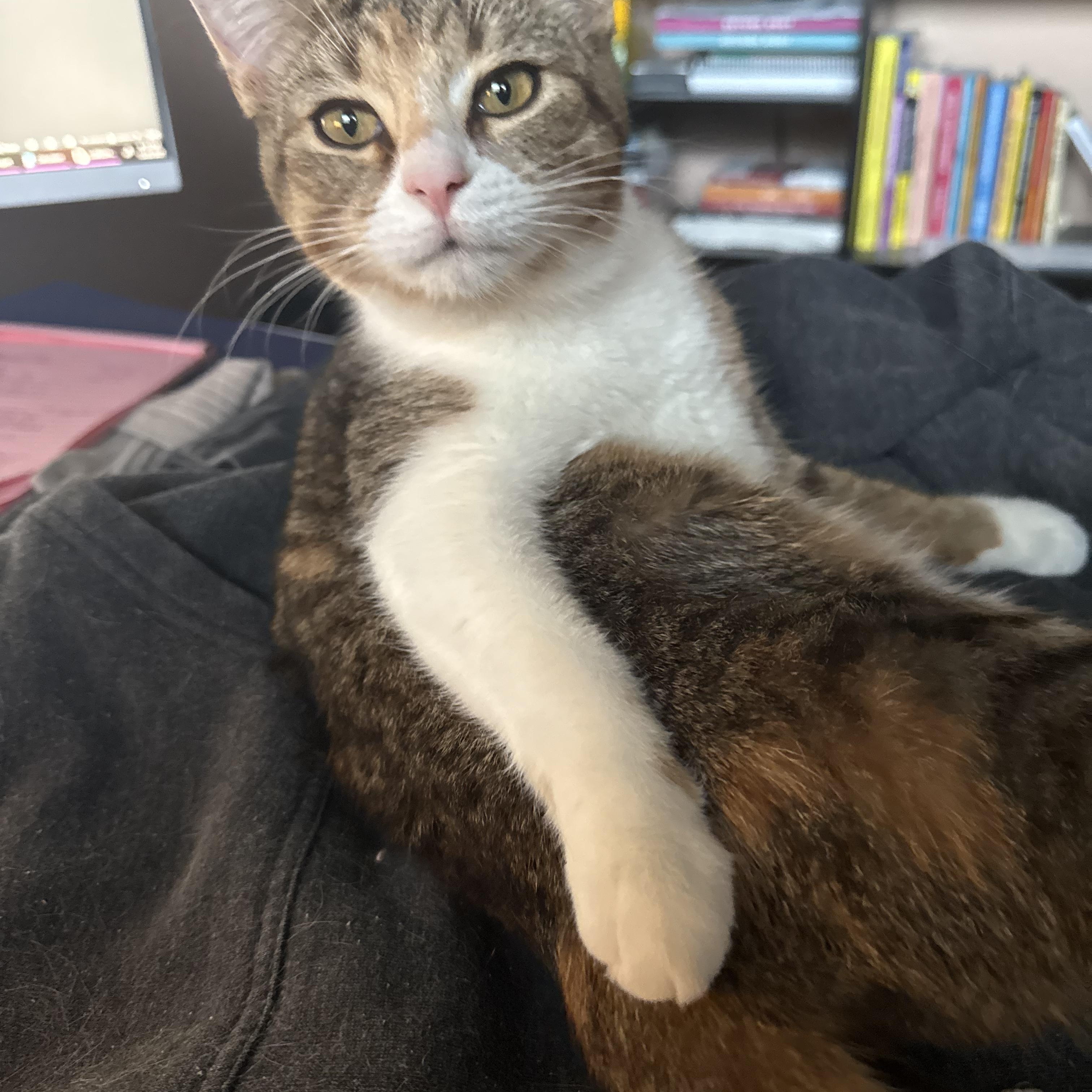 KitKat, a Adoptable Domestic Short Hair in Sterling Heights, MI image 3/4