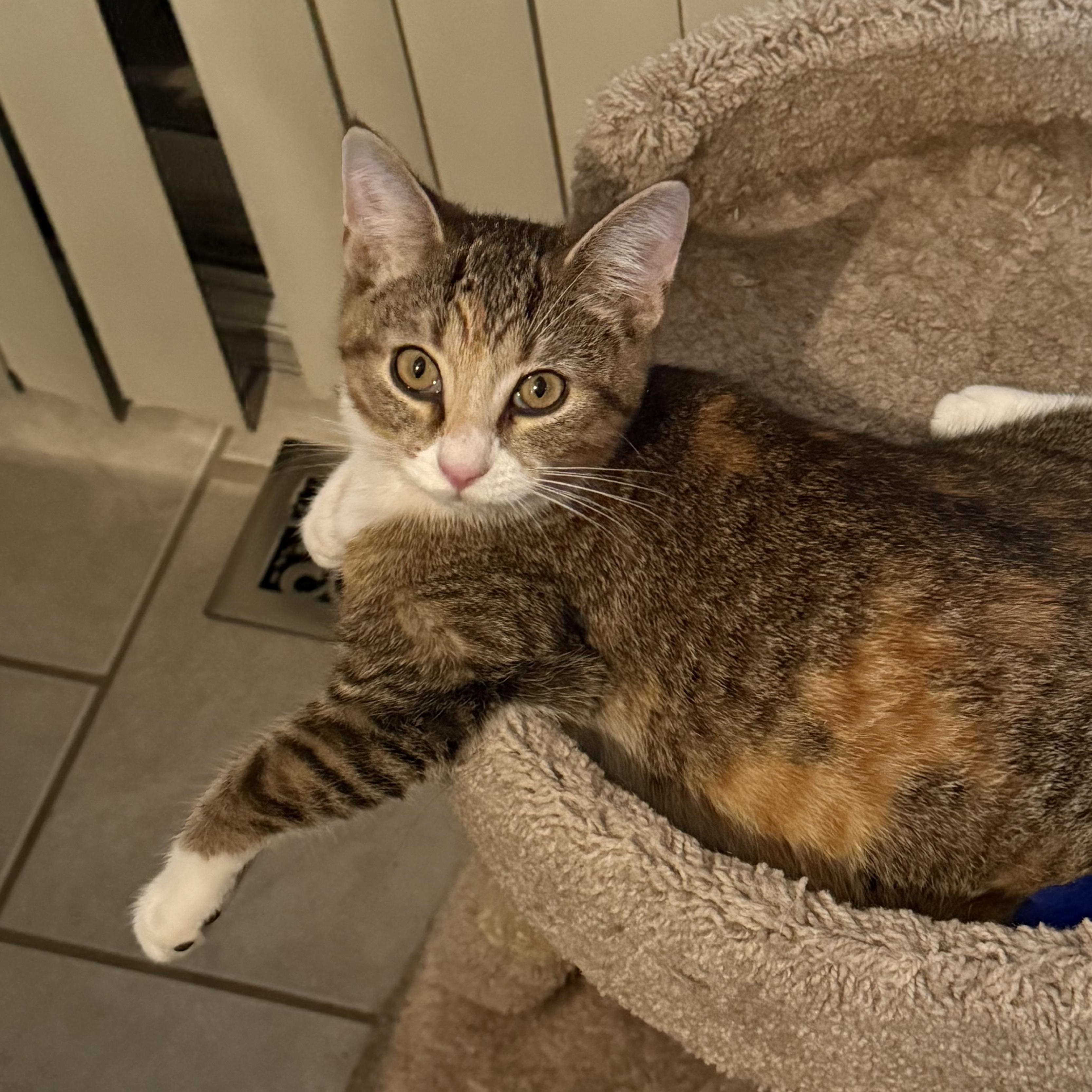 KitKat, Adoptable, Adult Female Domestic Short Hair.