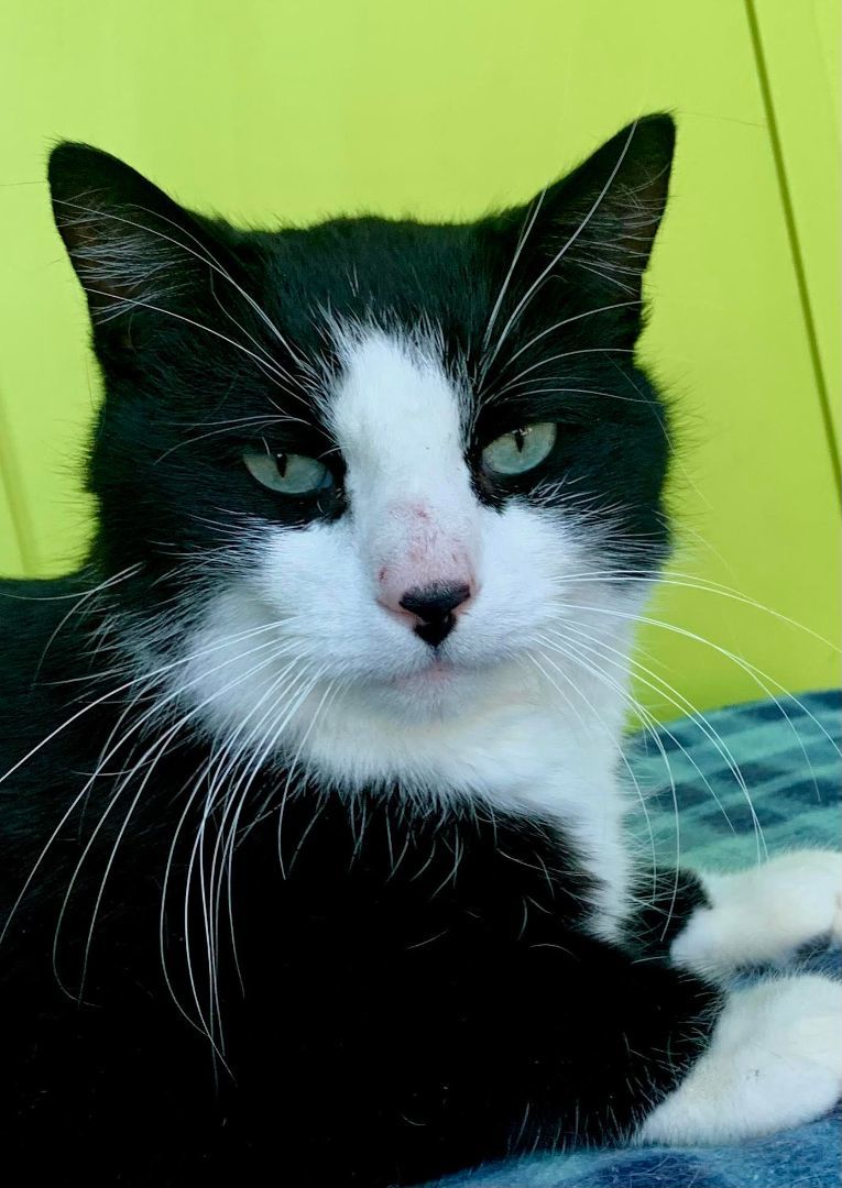 Enlarge Alaska, a Adopted mixed breed in Northfield, MN image 1/1