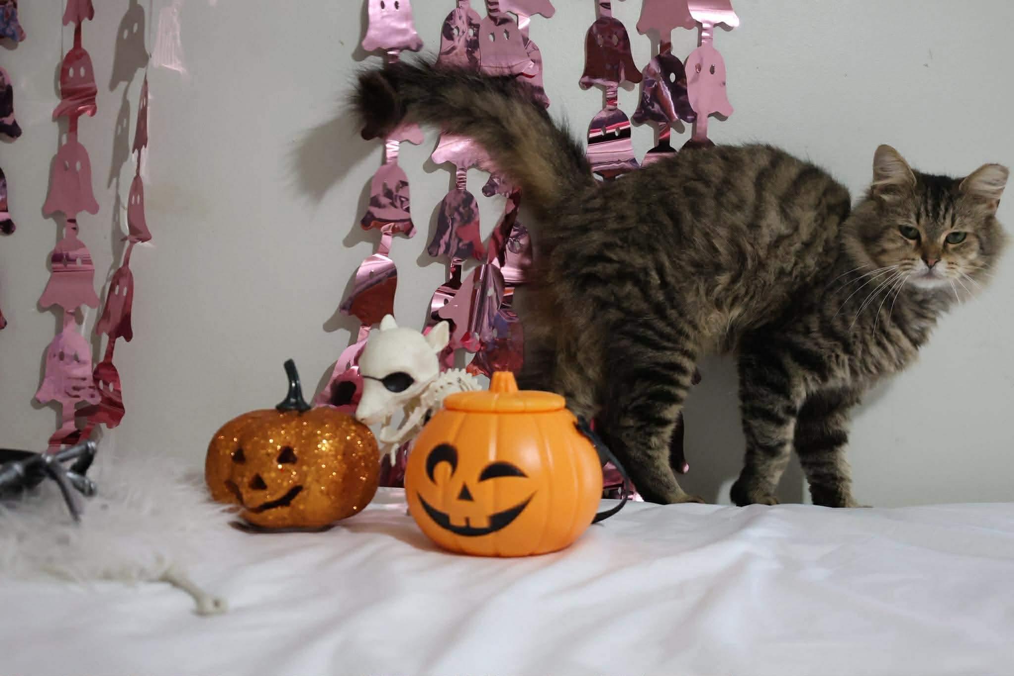 Kyle, a Adoptable Domestic Medium Hair in Massillon , OH image 5/6