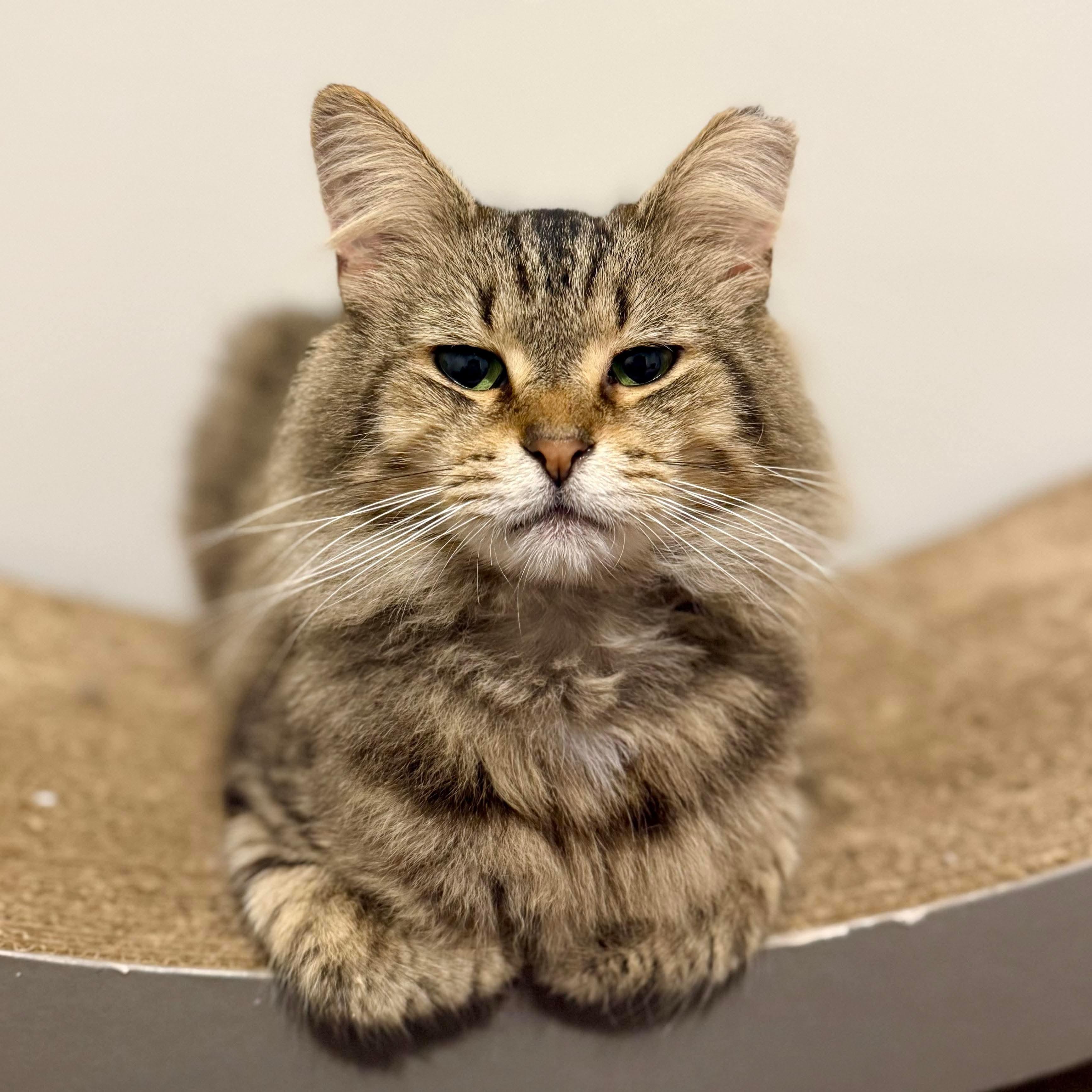 Kyle, a Adoptable Domestic Medium Hair in Massillon , OH image 1/6