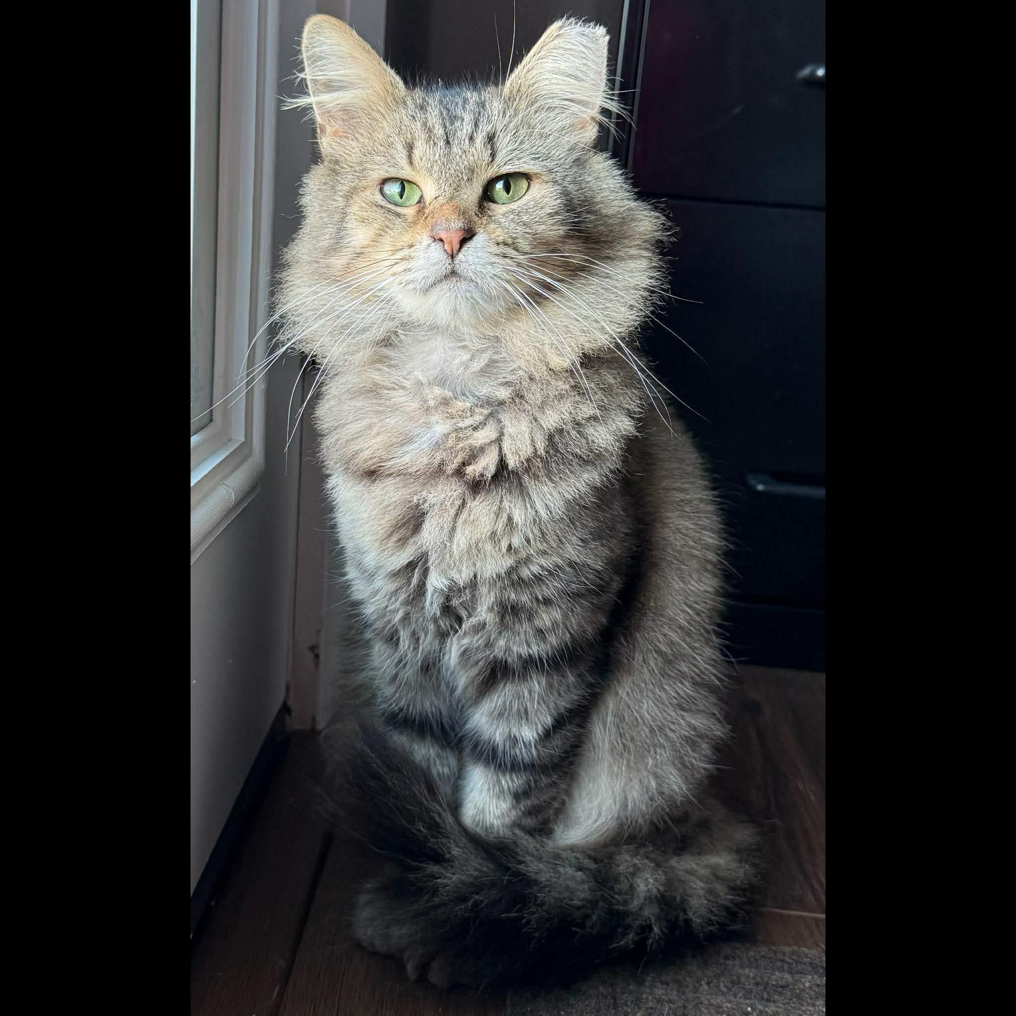 Kyle, a Adoptable Domestic Medium Hair in Massillon , OH image 2/6