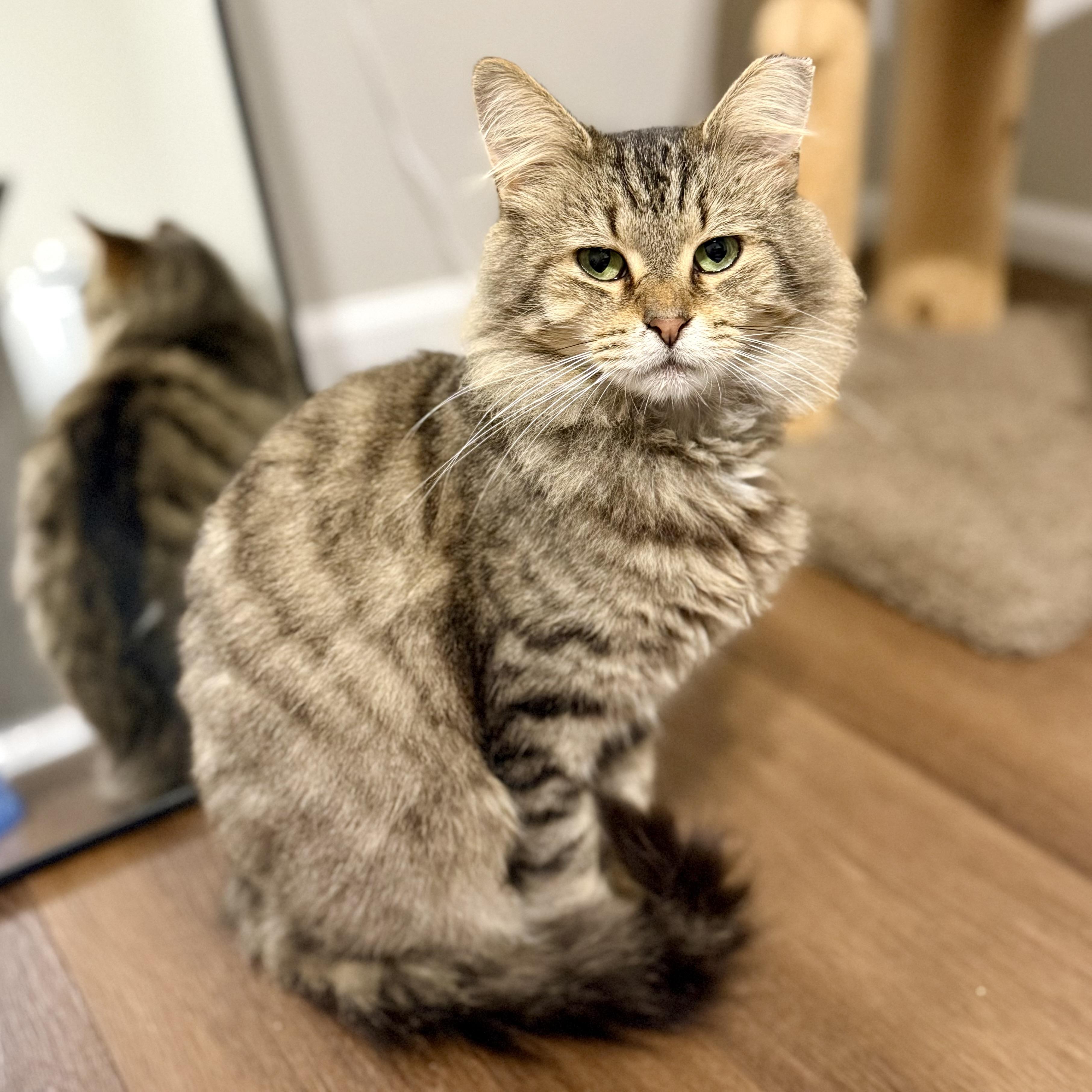 Kyle, a Adoptable Domestic Medium Hair in Massillon , OH image 3/6