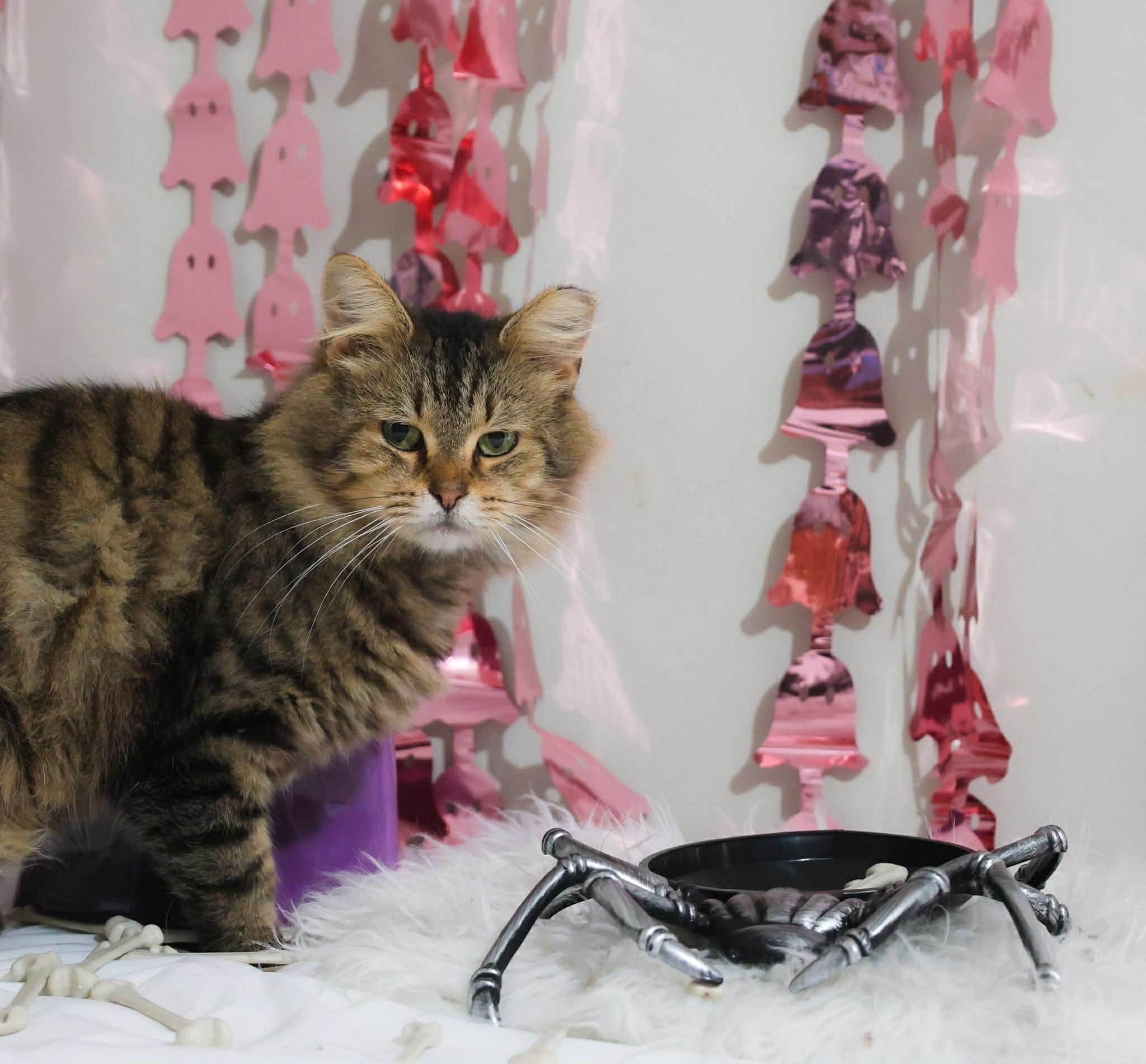 Kyle, a Adoptable Domestic Medium Hair in Massillon , OH image 4/6