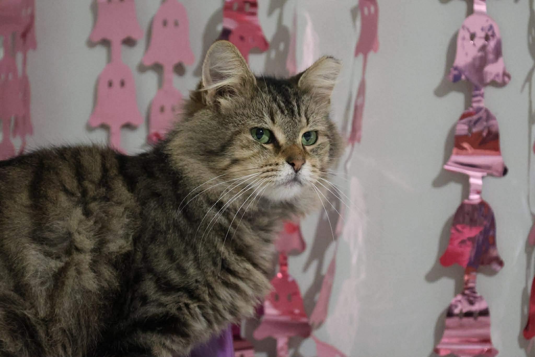 Kyle, a Adoptable Domestic Medium Hair in Massillon , OH image 6/6