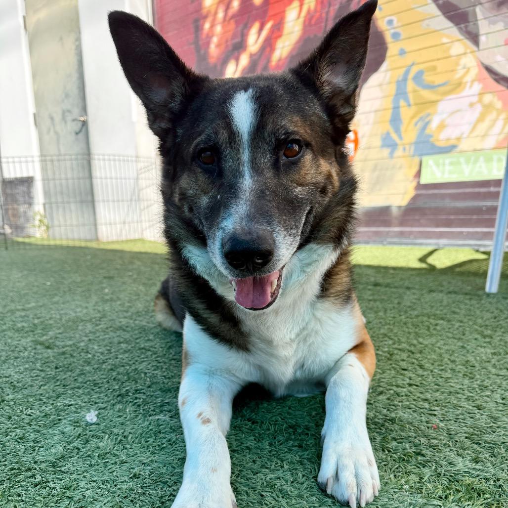 Orion, a ADOPTABLE mixed breed in Las Vegas, NV image 3/3