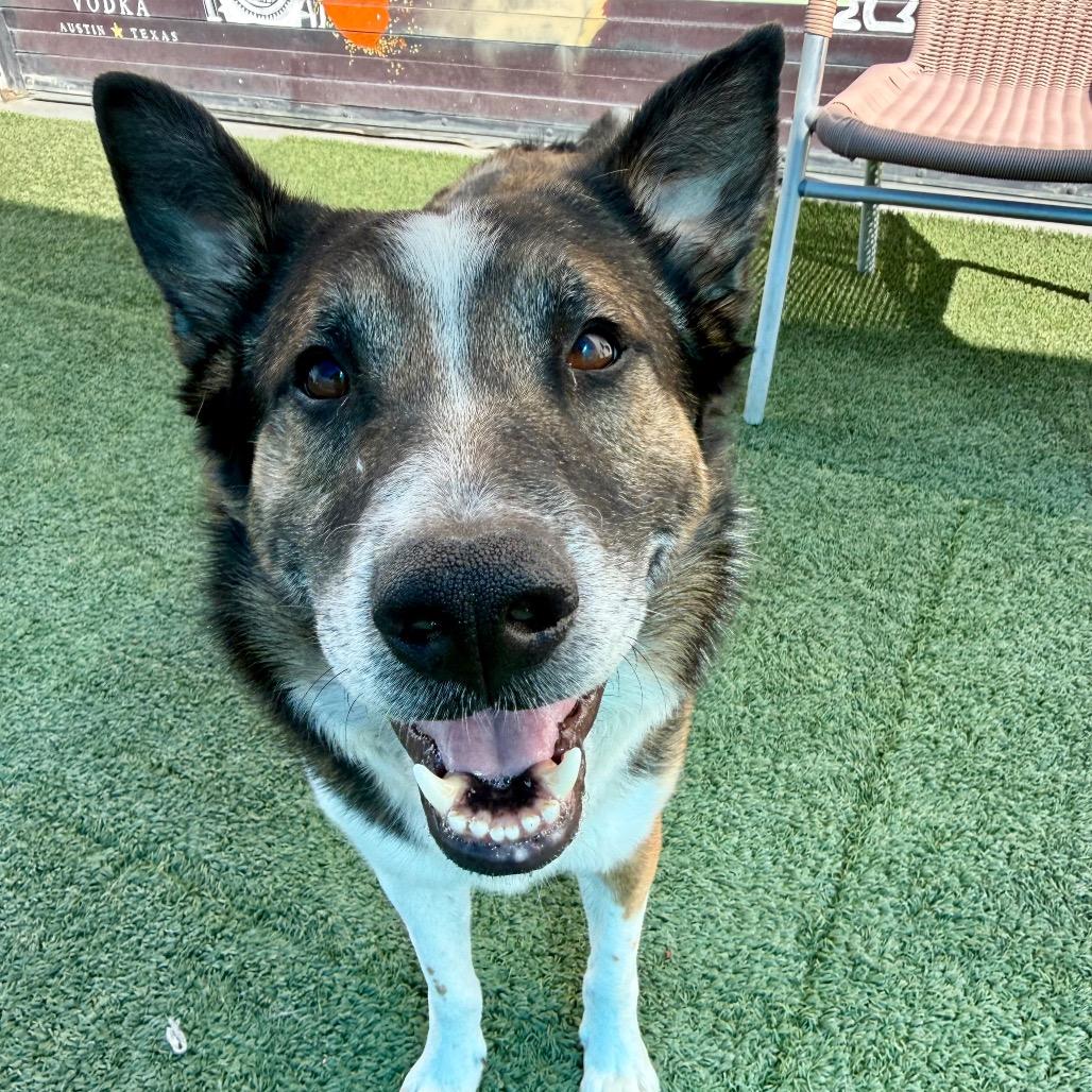 Orion, a ADOPTABLE mixed breed in Las Vegas, NV image 1/3