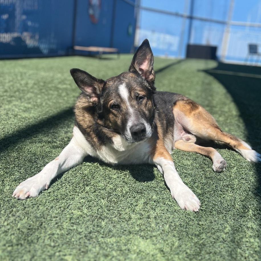 Orion, a ADOPTABLE mixed breed in Las Vegas, NV image 2/3