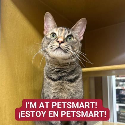 Enlarge Pixel, a Adoptable mixed breed in Carrollton, TX image 1/4