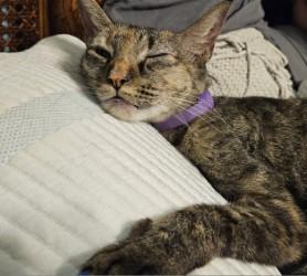 Enlarge Pixel, a Adoptable mixed breed in Carrollton, TX image 2/4