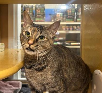 Enlarge Pixel, a Adoptable mixed breed in Carrollton, TX image 3/4