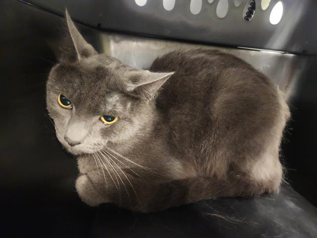 BARN CAT GARAMOND, Adoptable, Young Male Domestic Medium Hair.