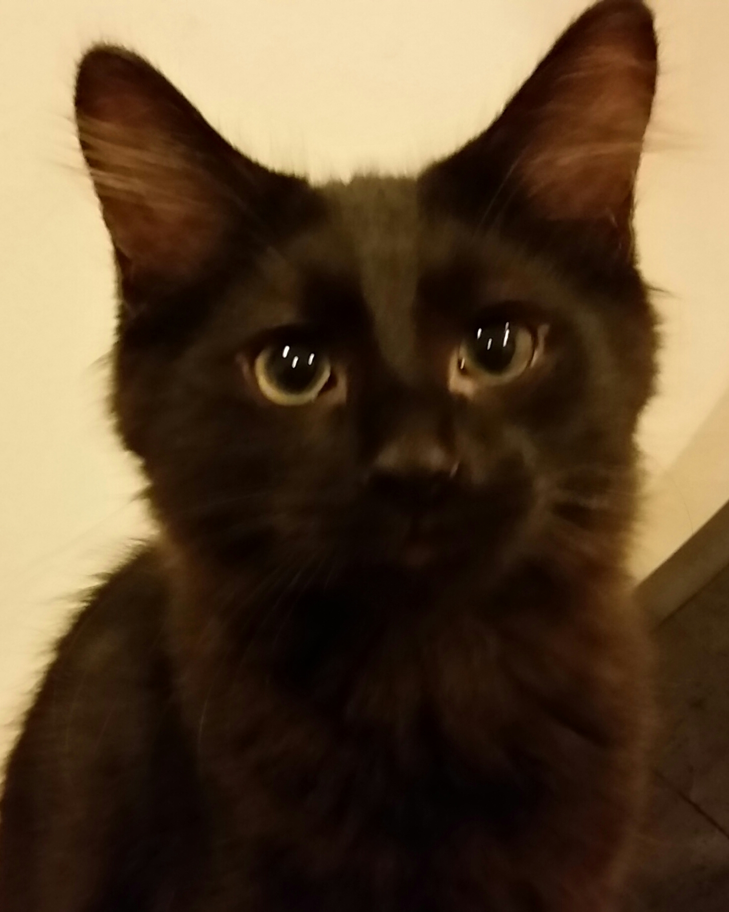 TEDDY BEAR, a Adoptable mixed breed in Sardinia, OH image 1/12