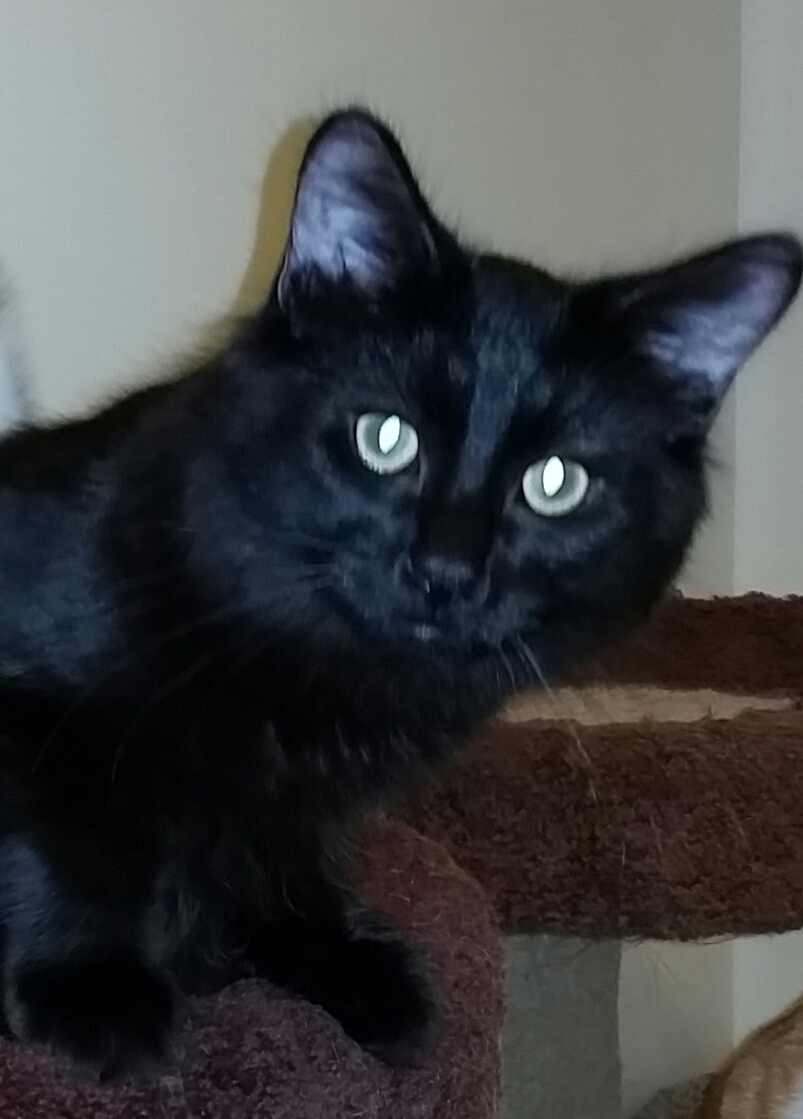 TEDDY BEAR, a Adoptable mixed breed in Sardinia, OH image 2/12