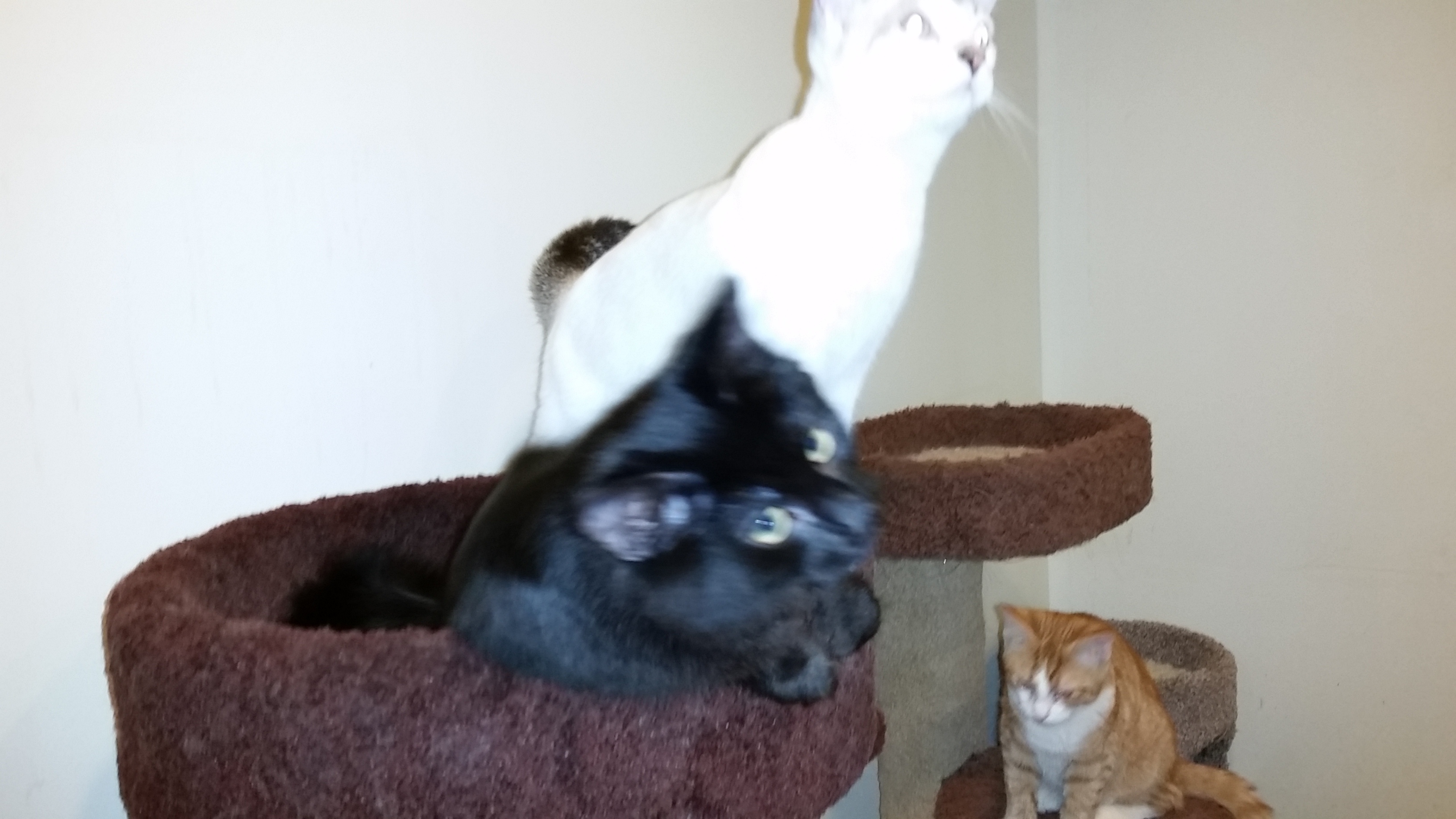 TEDDY BEAR, a Adoptable mixed breed in Sardinia, OH image 3/12