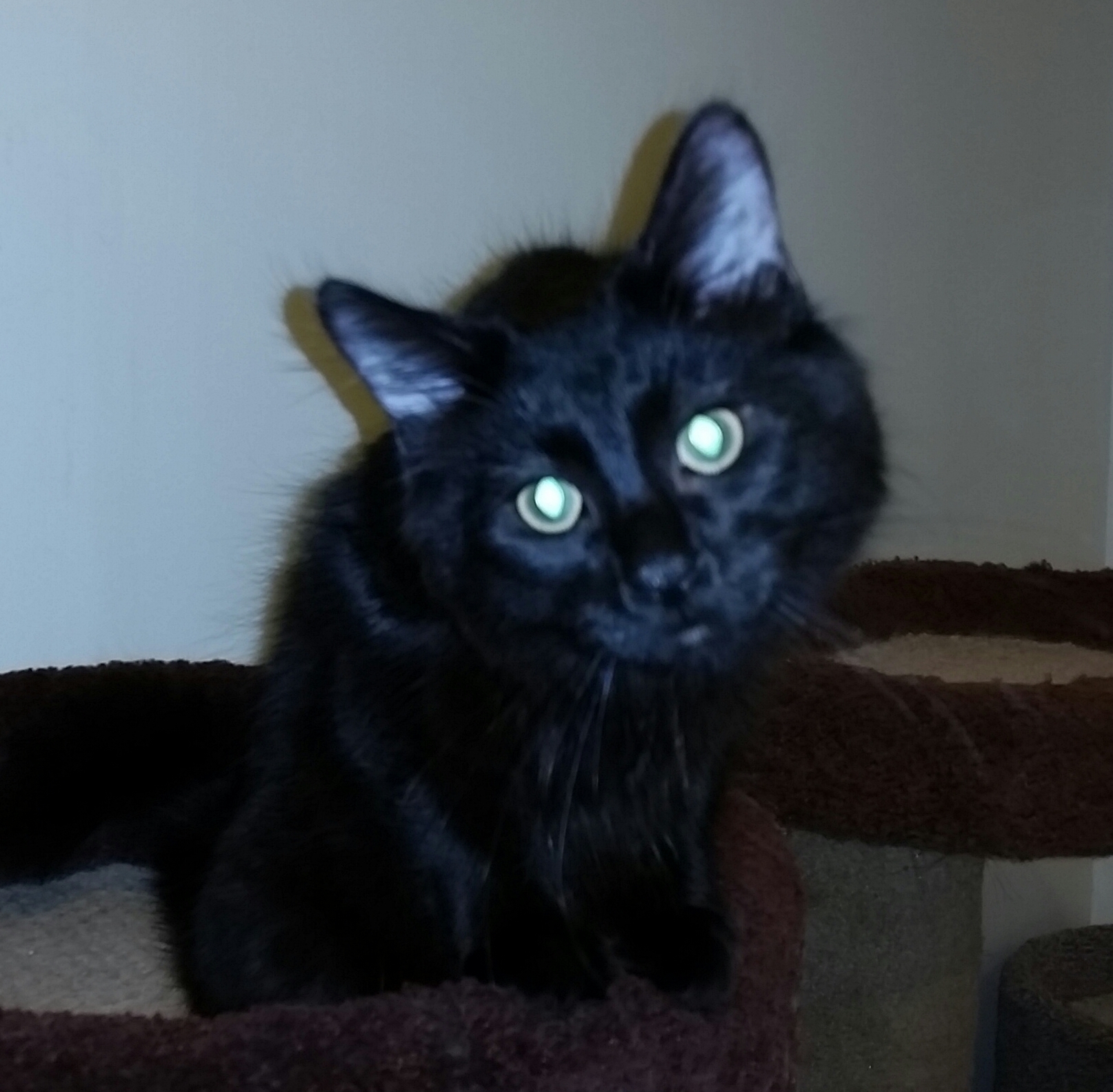 TEDDY BEAR, a Adoptable mixed breed in Sardinia, OH image 6/12