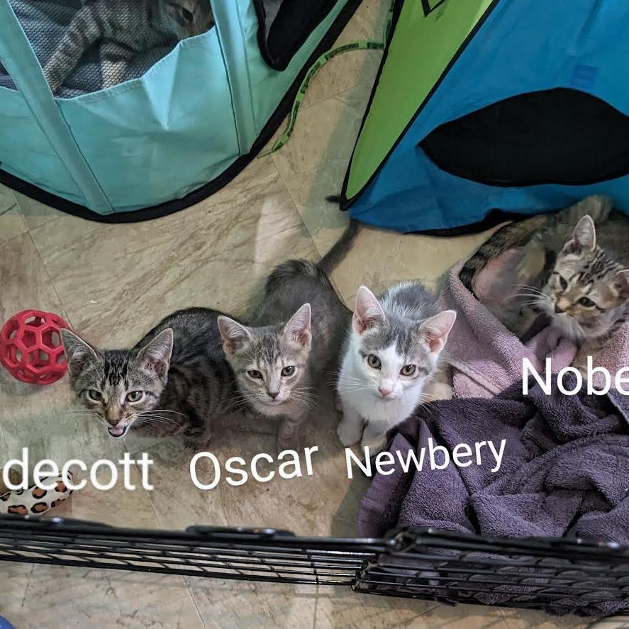 Enlarge Newbery, a Adoptable Domestic Short Hair in Madison, WI image 1/5