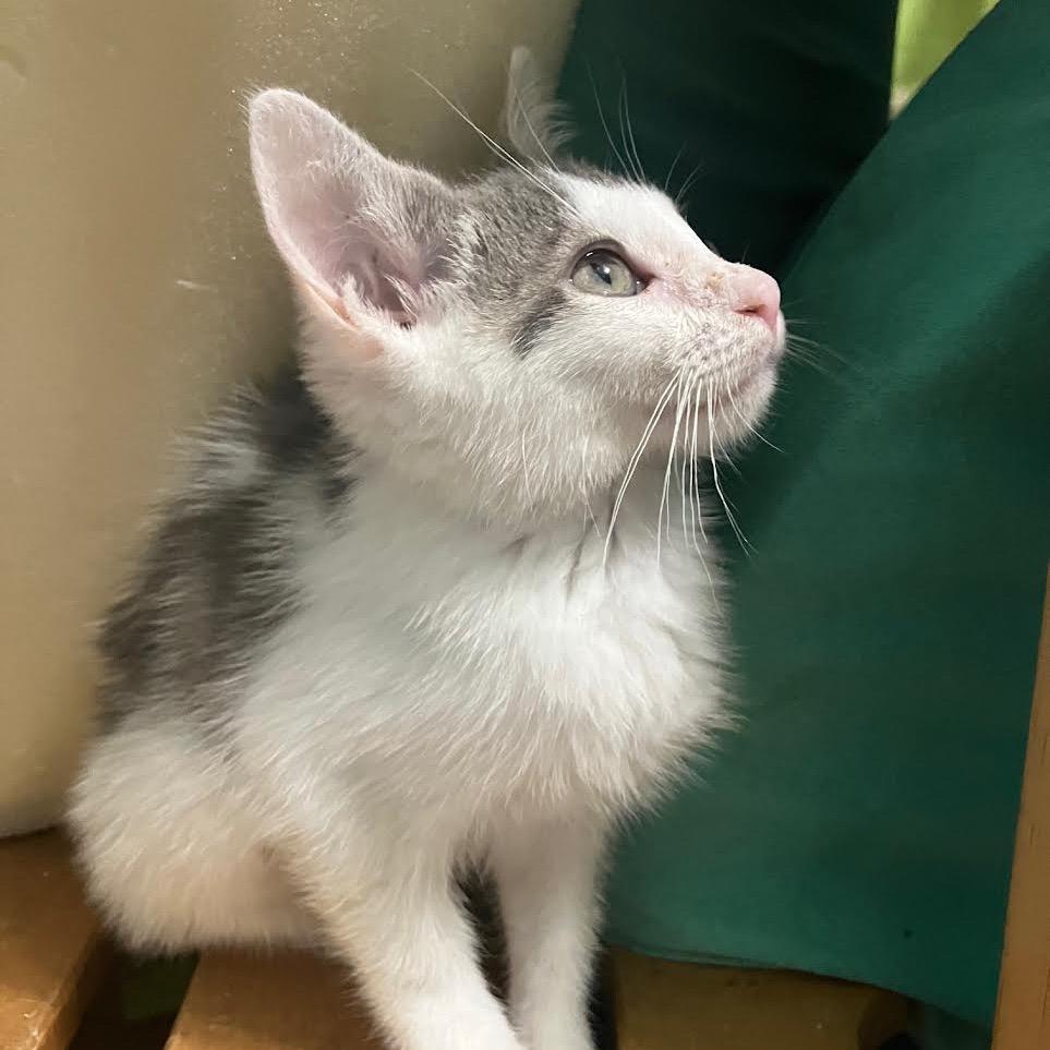 Enlarge Newbery, a Adoptable Domestic Short Hair in Madison, WI image 2/5